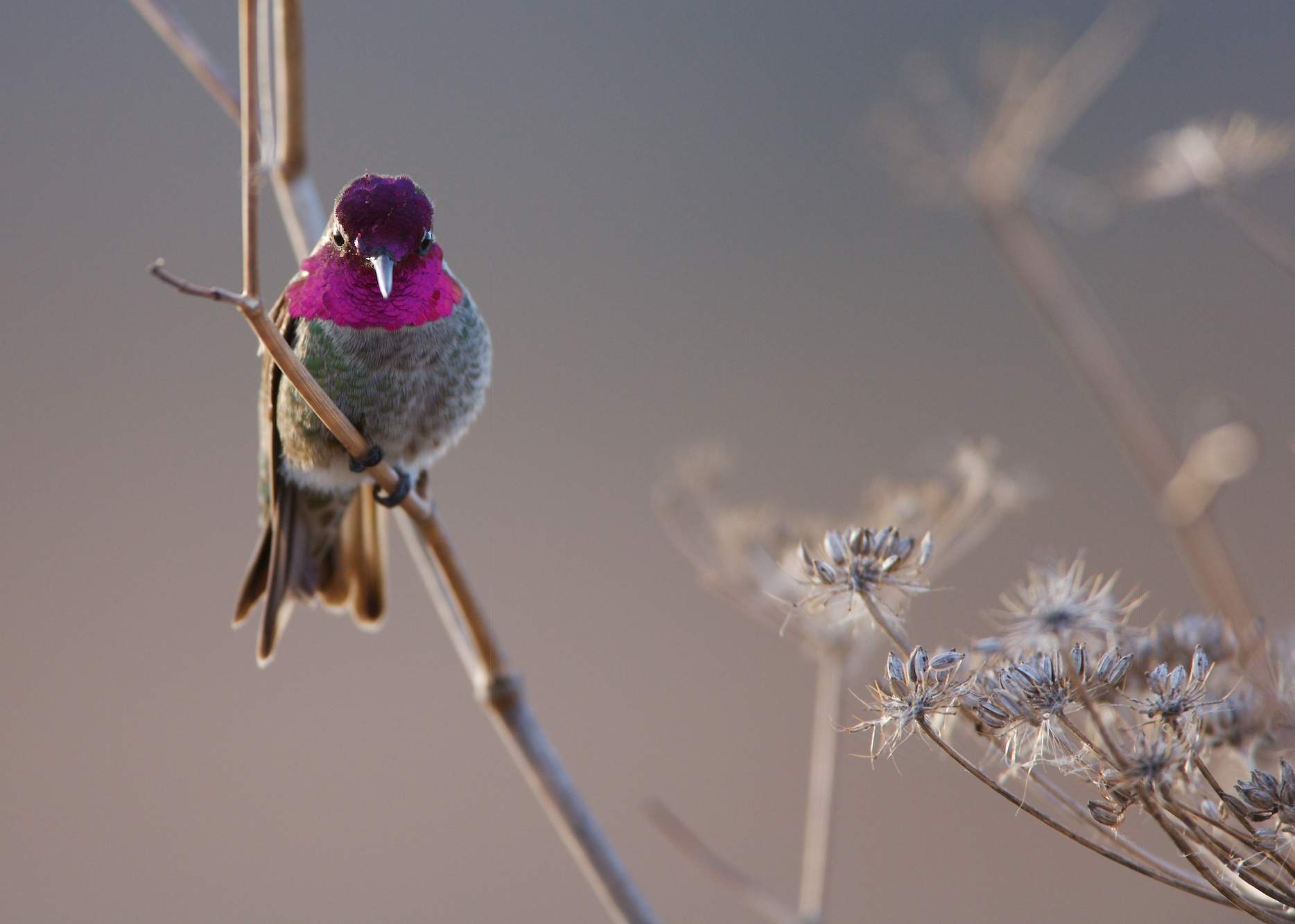 Anna's Hummingbird