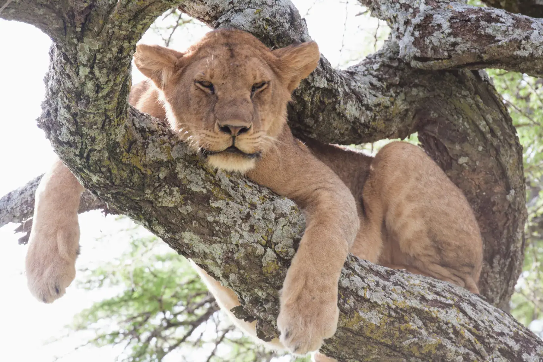 Lioness Resting in a Tree from Tanzania Photographic Safari