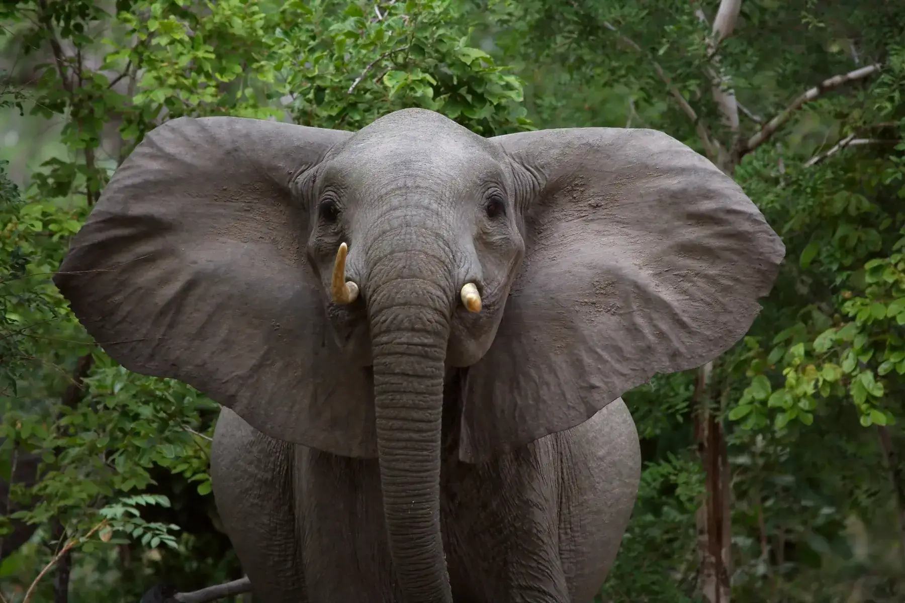 African Elephant from Tanzania Photographic Safari