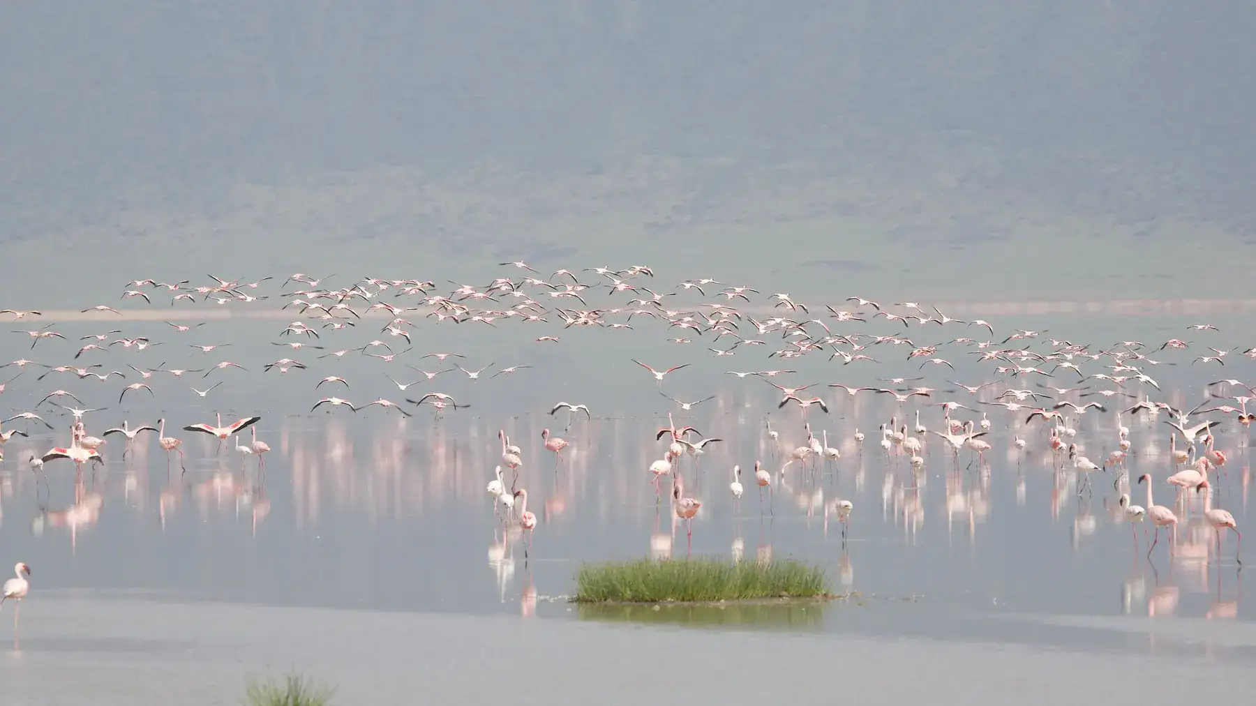 Flamingos in Ngorongoro Lake from Tanzania Photographic Safari