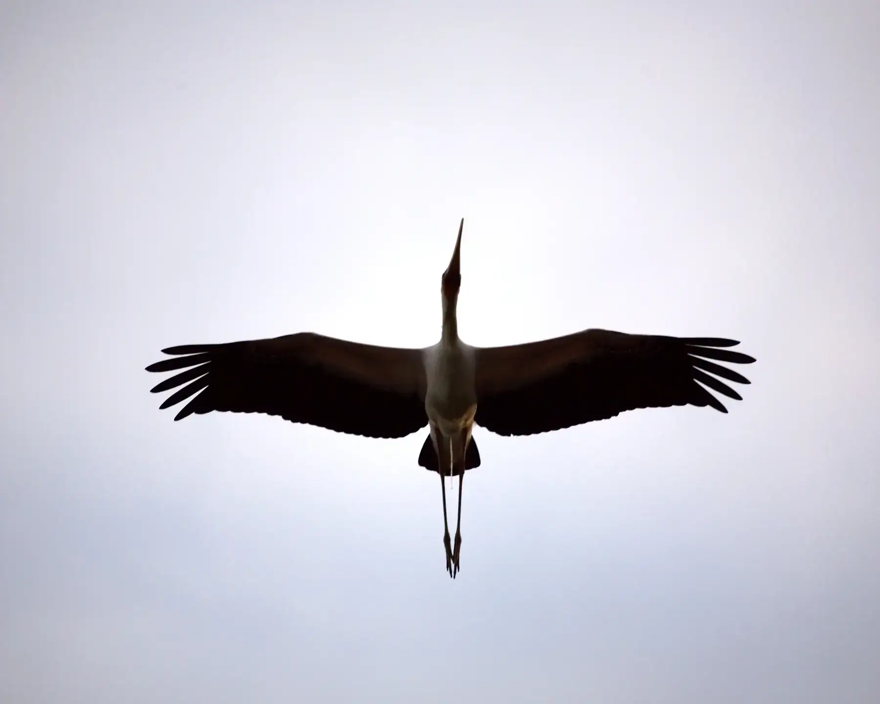 Stork Silhouette from Tanzania Photographic Safari