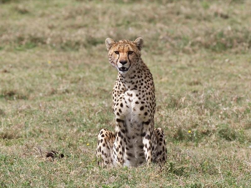 Cheetah Sentinel