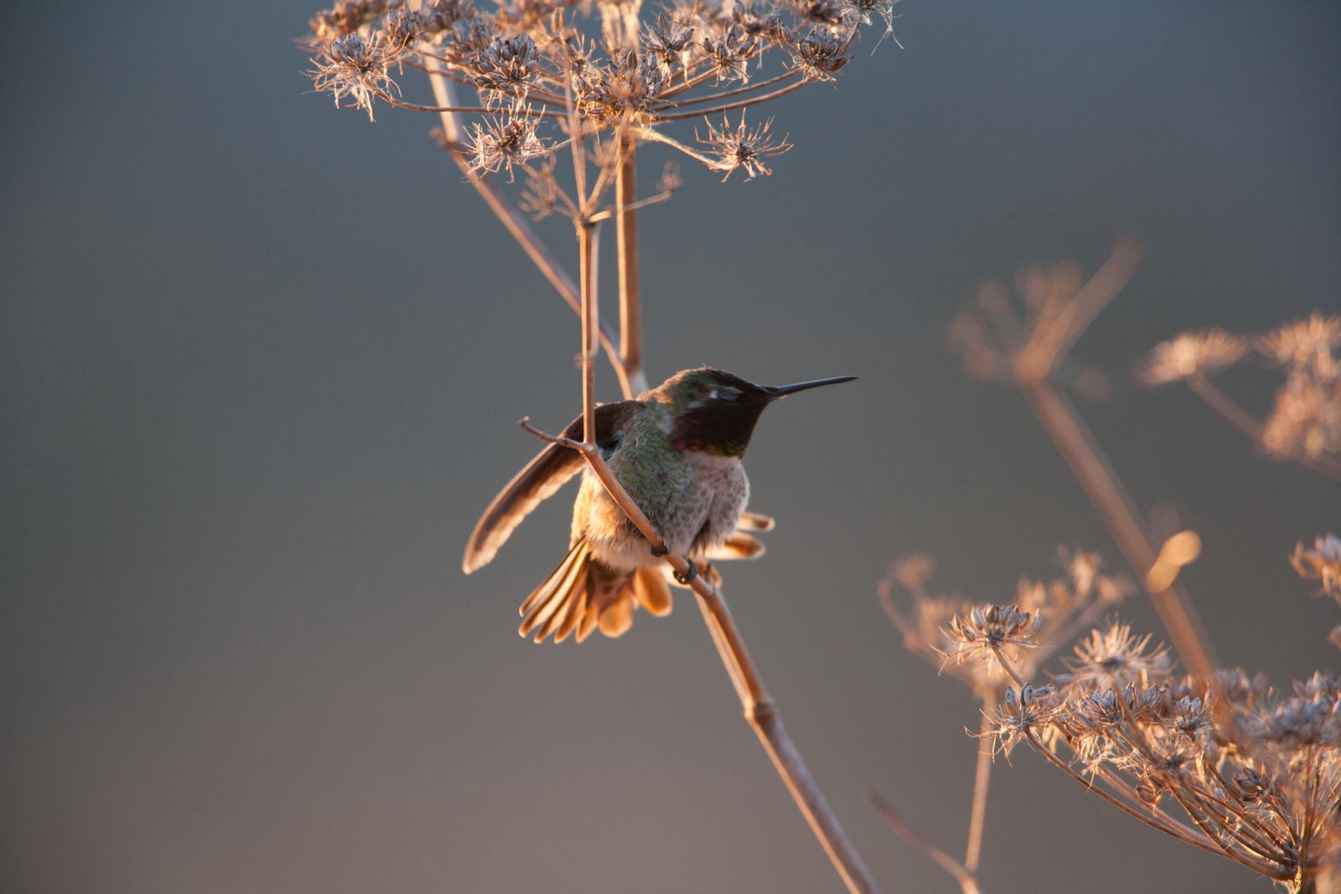 Golden Hour Hover