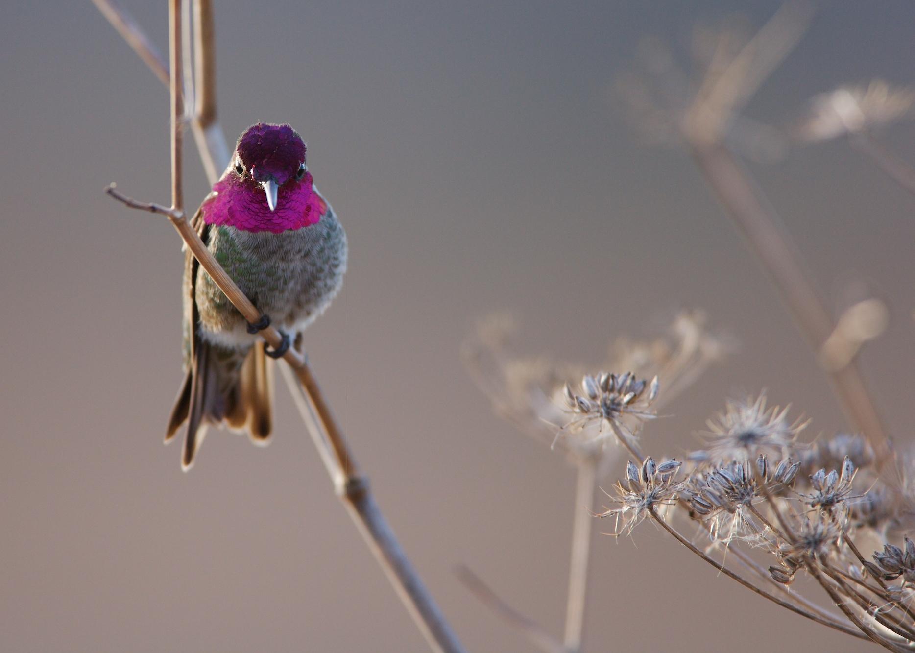 Anna's Hummingbird