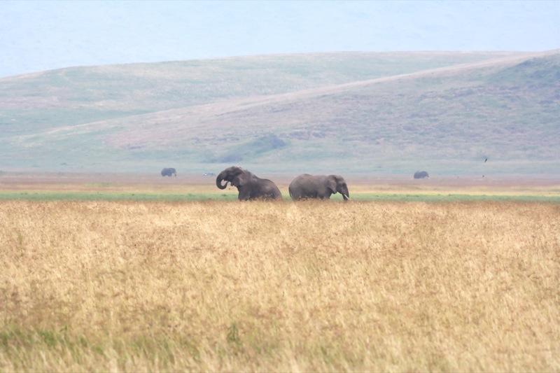 Elephants After Rain