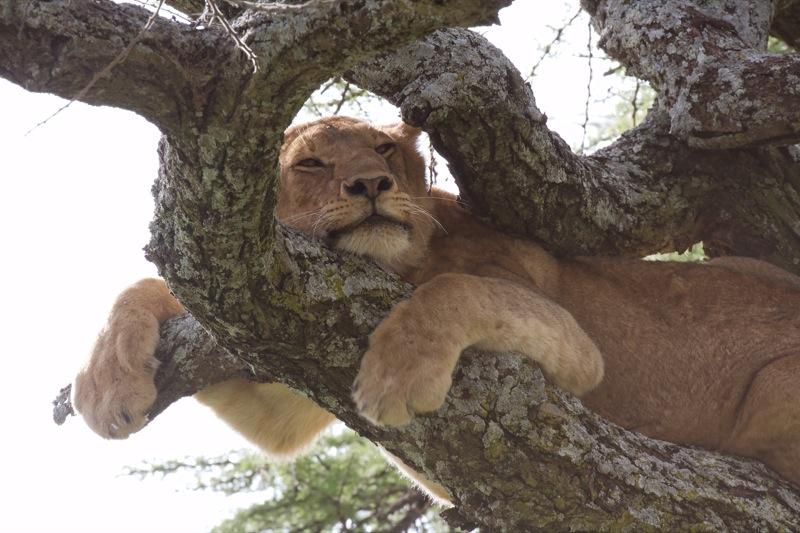 Tree-Bound Nap