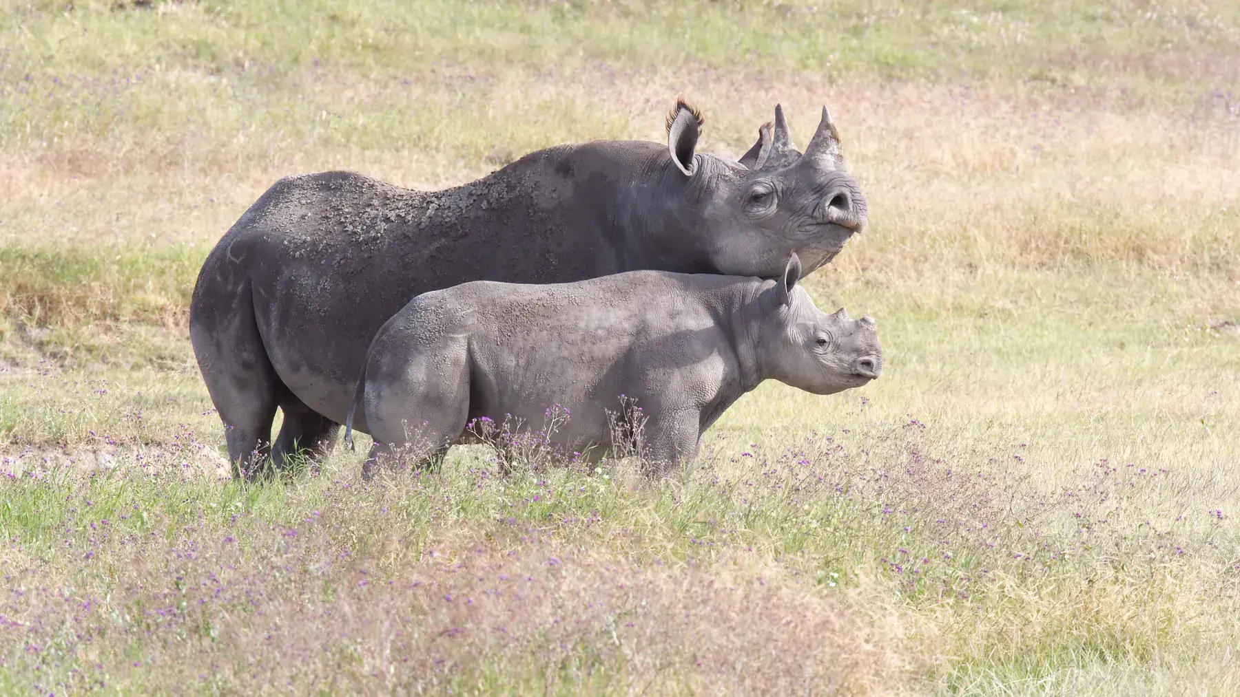Black Rhinoceros and Baby from Tanzania Photographic Safari