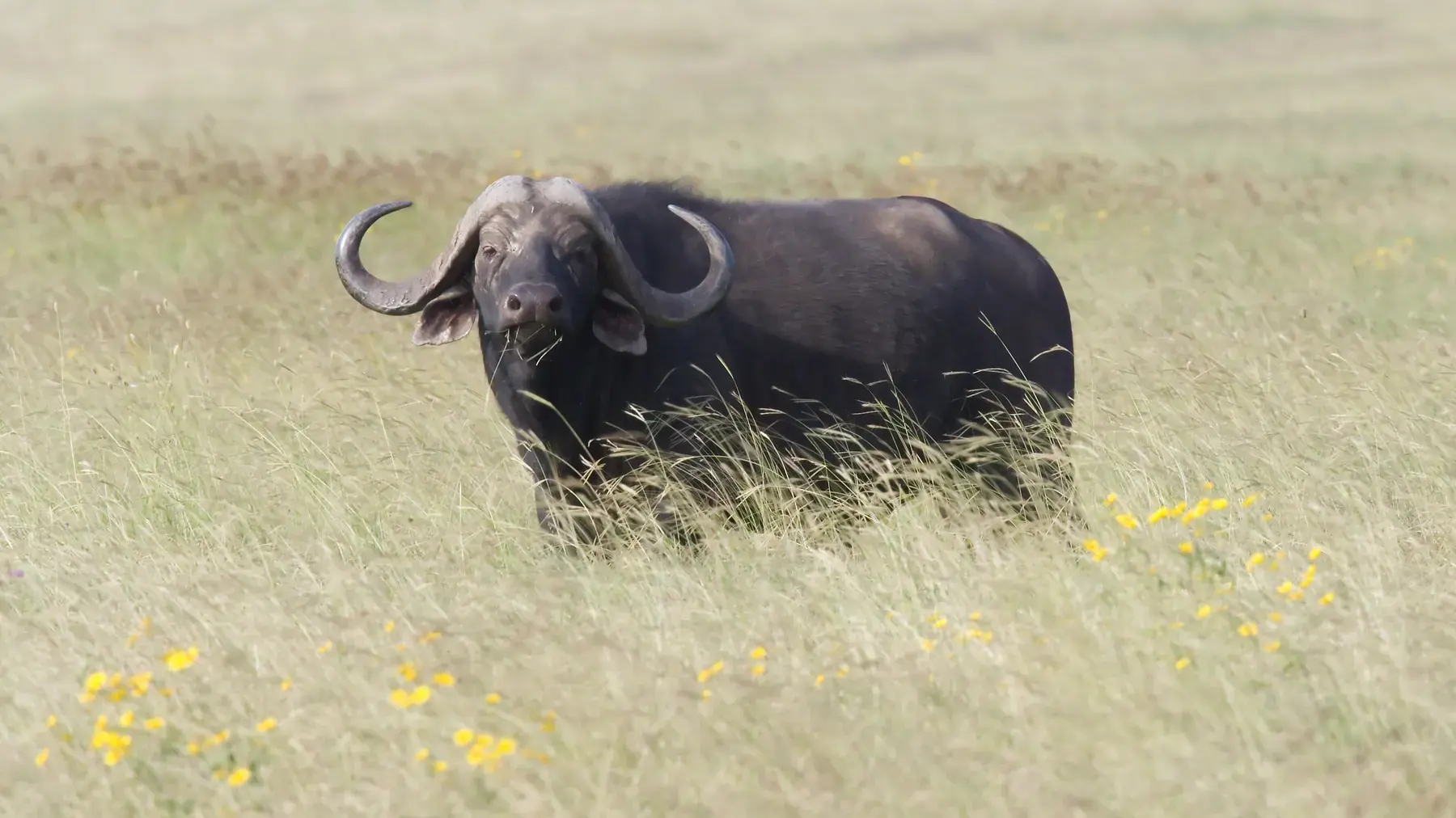 Cape Buffalo Grazing from Tanzania Photographic Safari