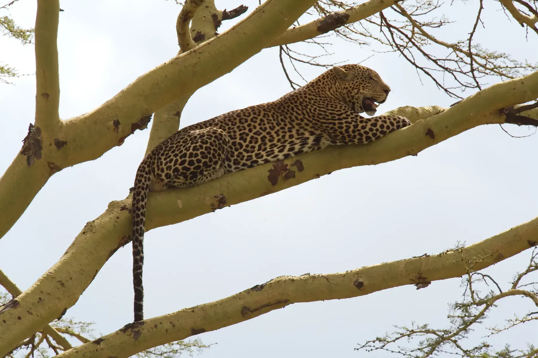 Leopard on a Tree from Tanzania Photographic Safari