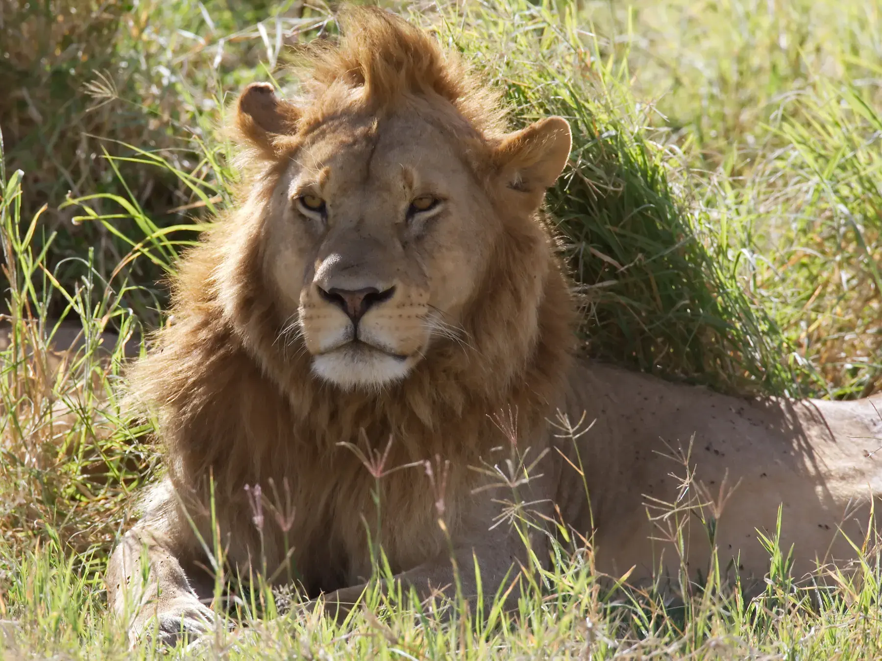 Male African Lion Resting from Tanzania Photographic Safari