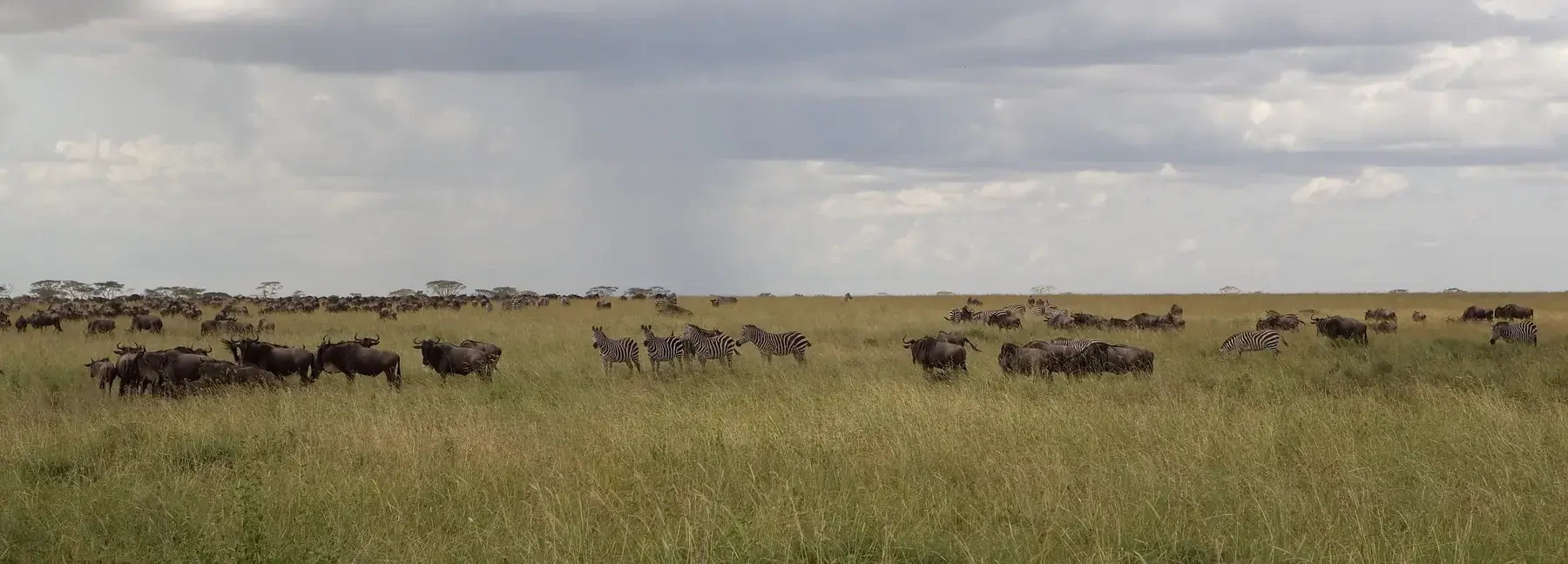 Zebras and Wildebeest Migration from Tanzania Photographic Safari