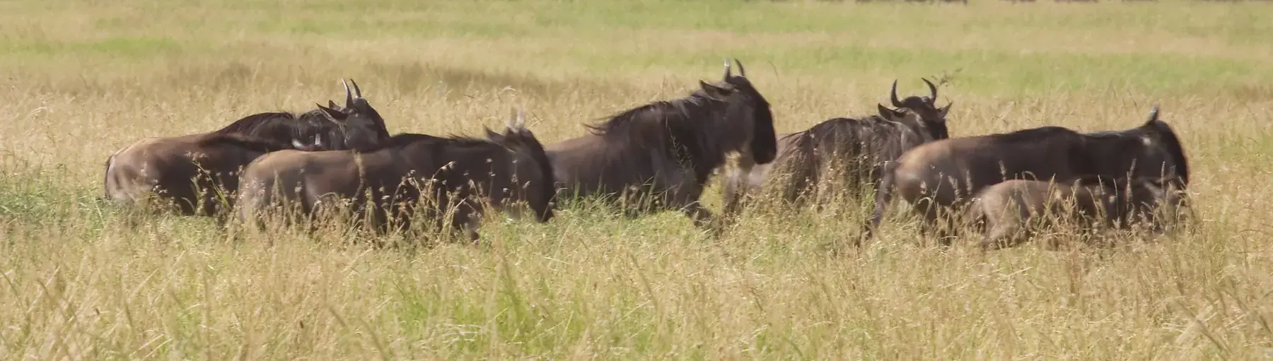 Wildebeest from Tanzania Photographic Safari