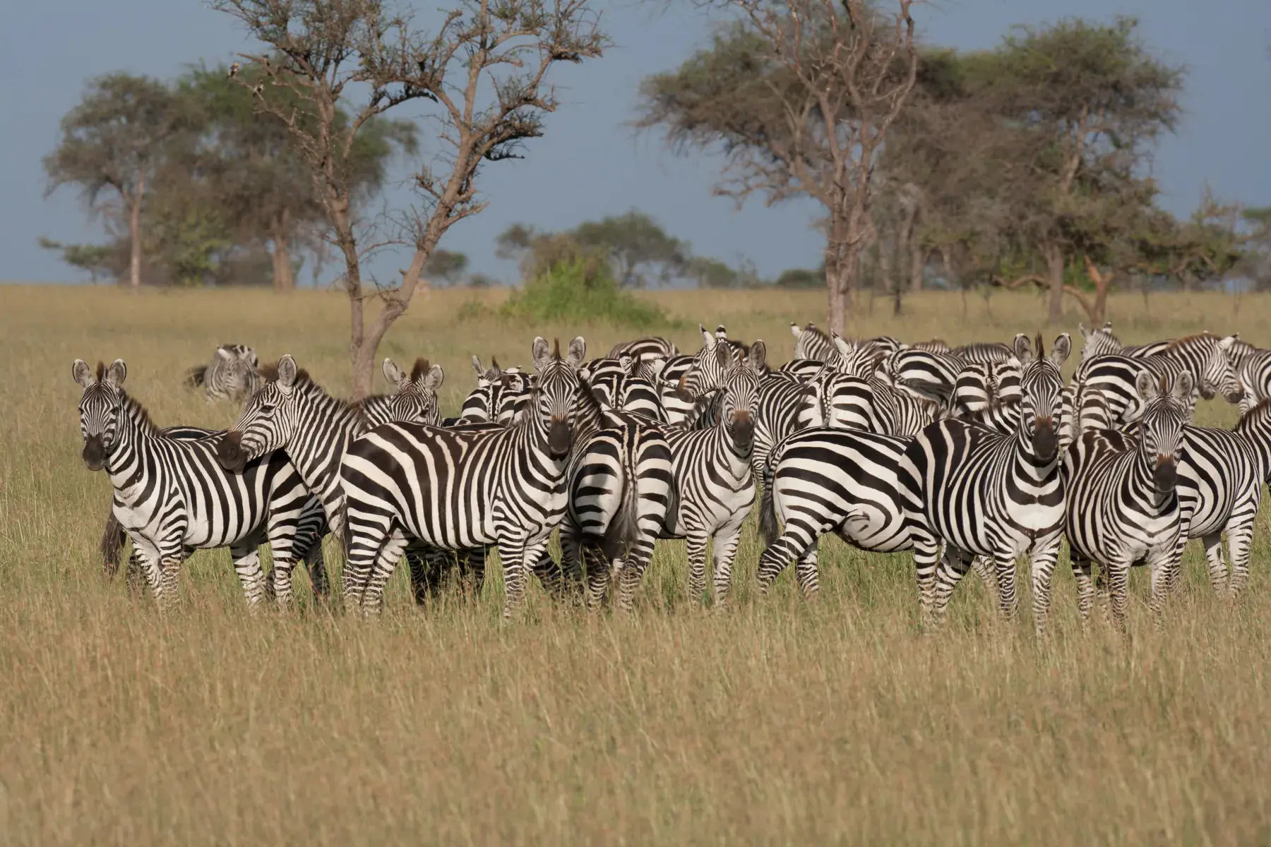 Zebra Herd from Tanzania Photographic Safari