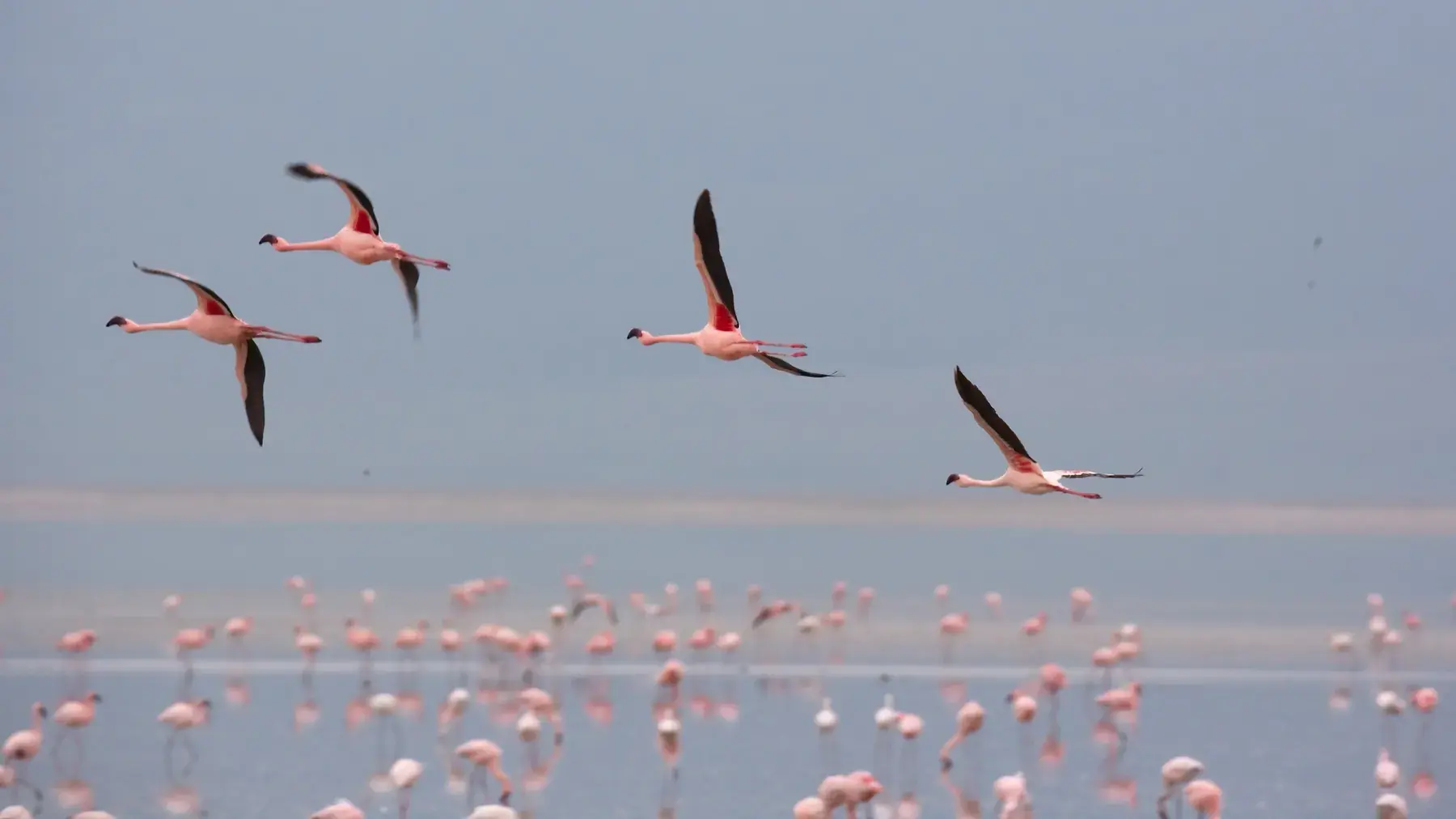 Flamingos in Flight from Tanzania Photographic Safari