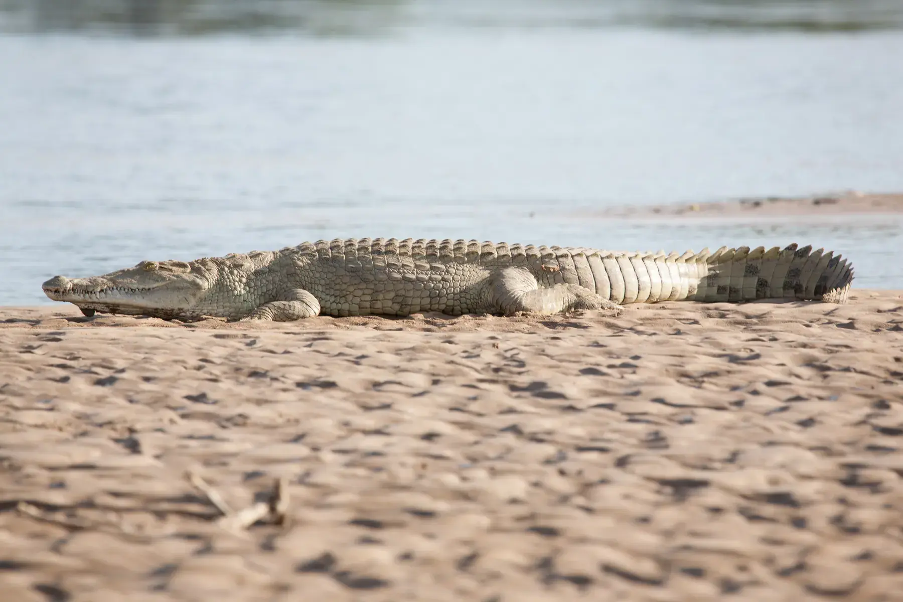 Crocodile from Tanzania Photographic Safari