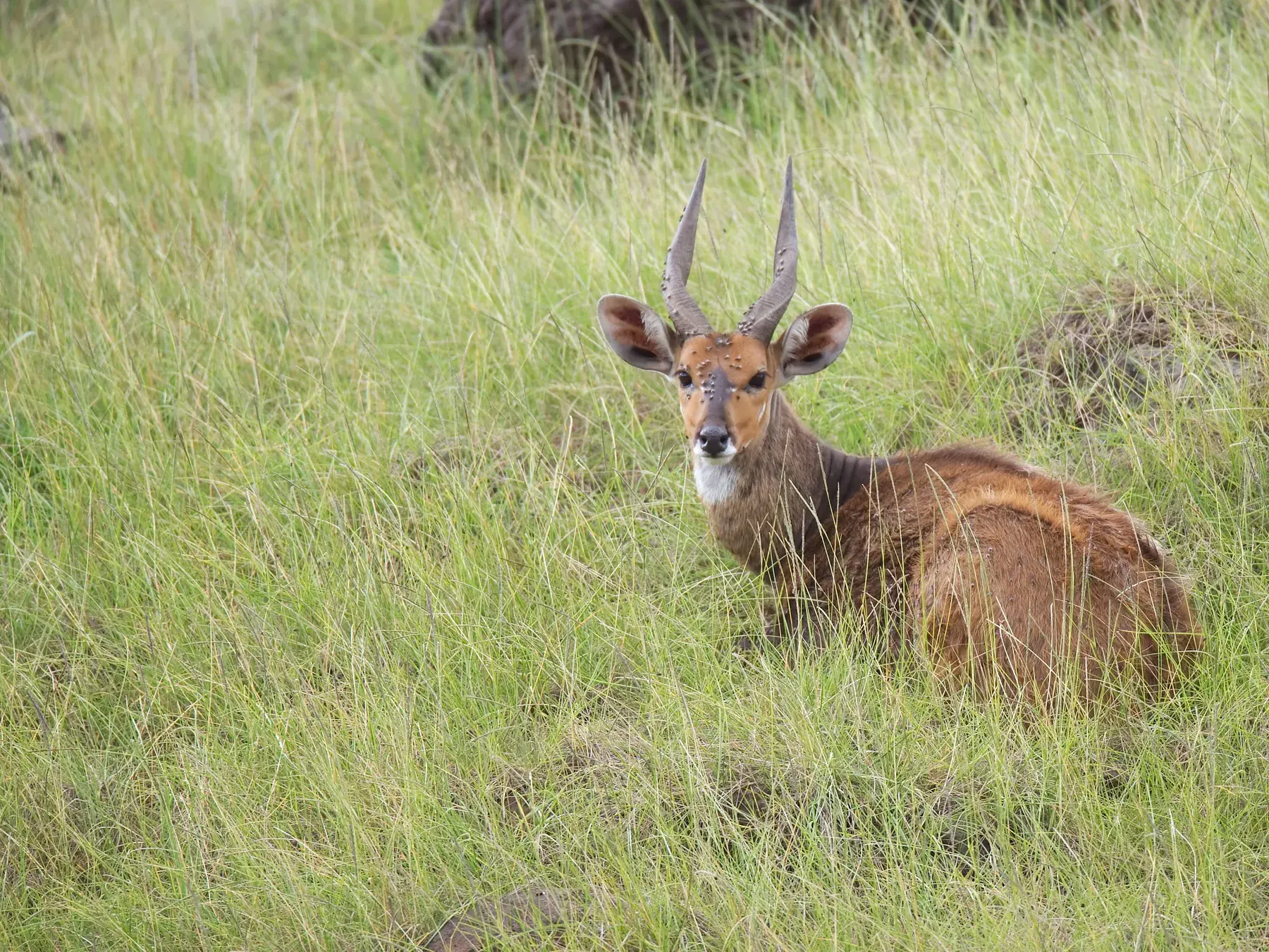 Waterbuck from Tanzania Photographic Safari