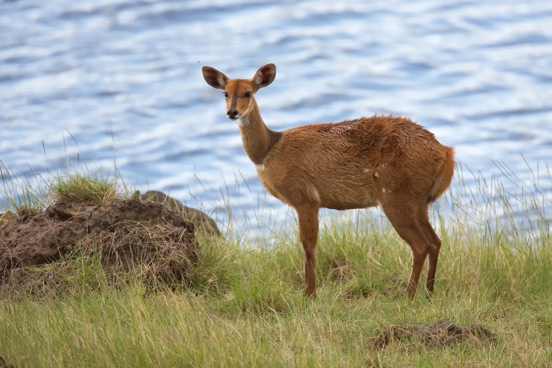 Female Waterbuck from Tanzania Photographic Safari