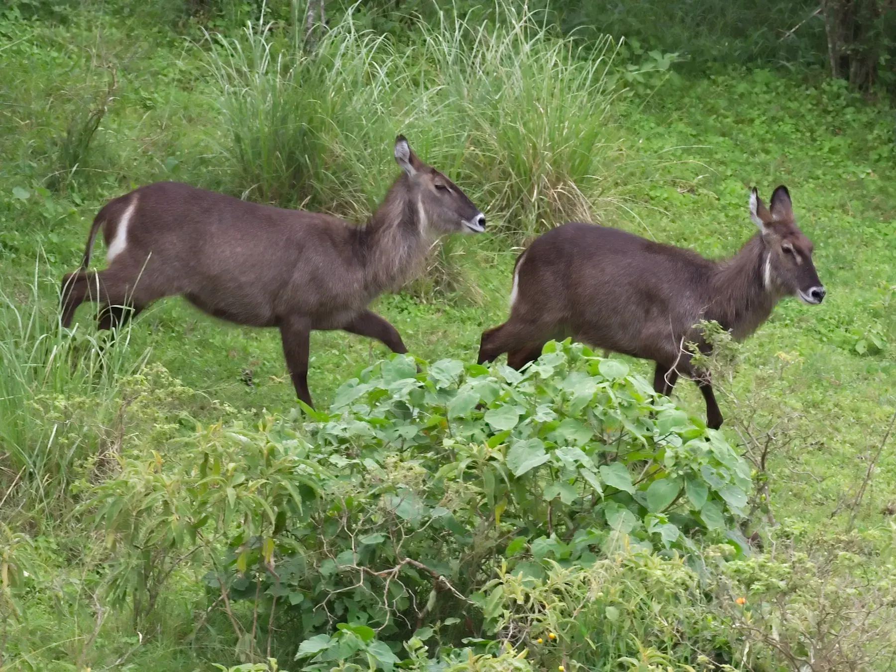 Waterbuck from Tanzania Photographic Safari