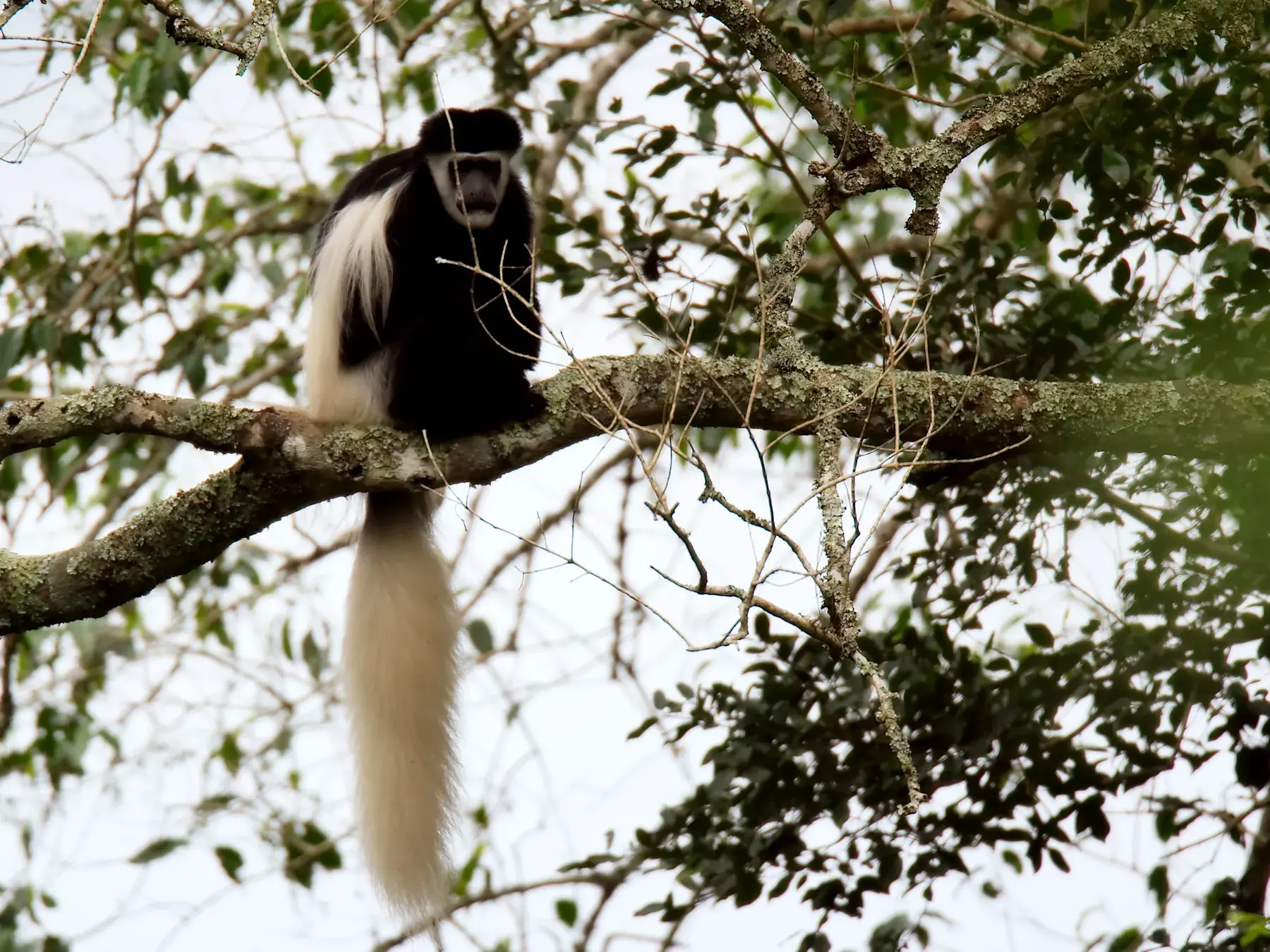 Black-and-white Colobus Monkey from Tanzania Photographic Safari