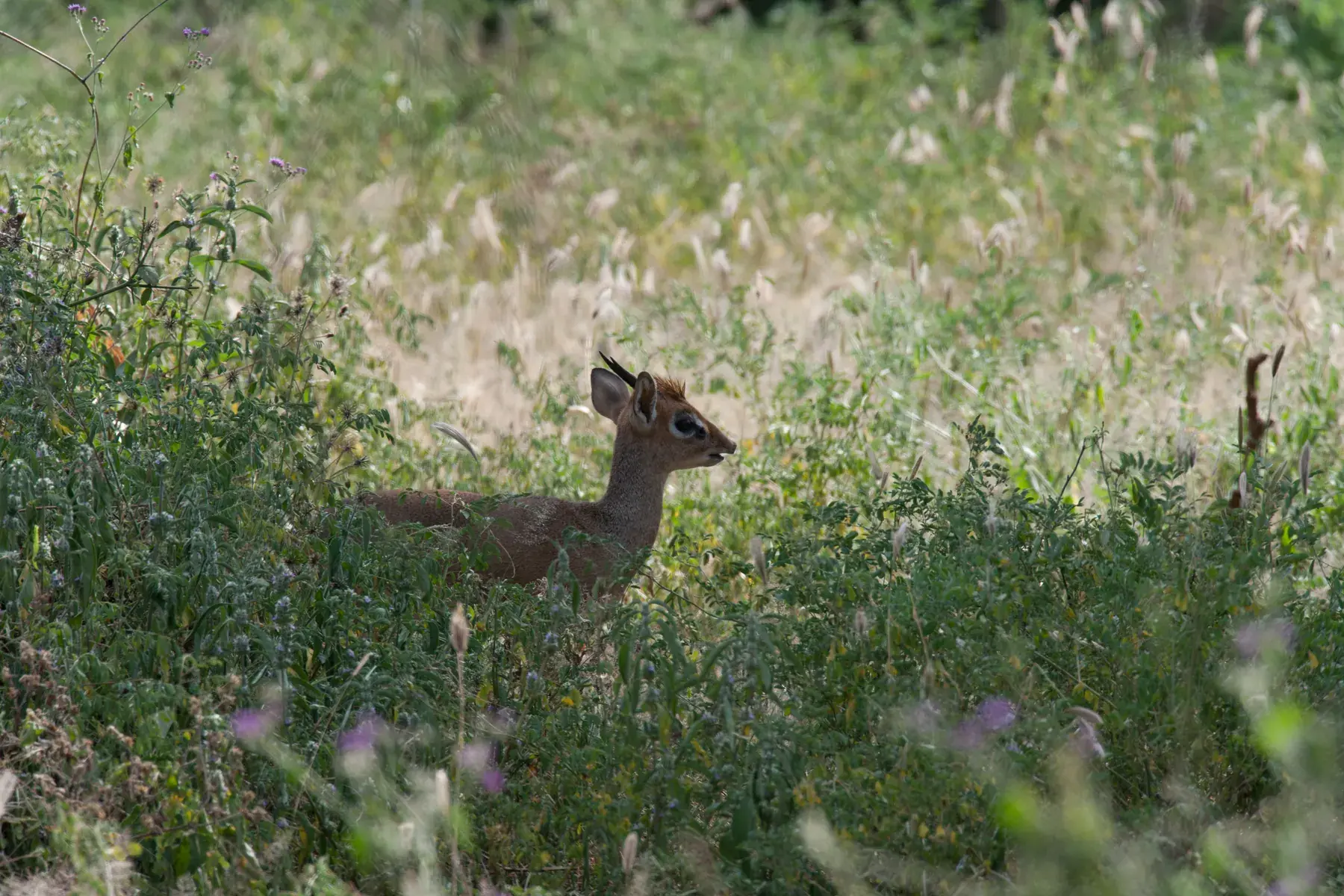 Dik-dik from Tanzania Photographic Safari