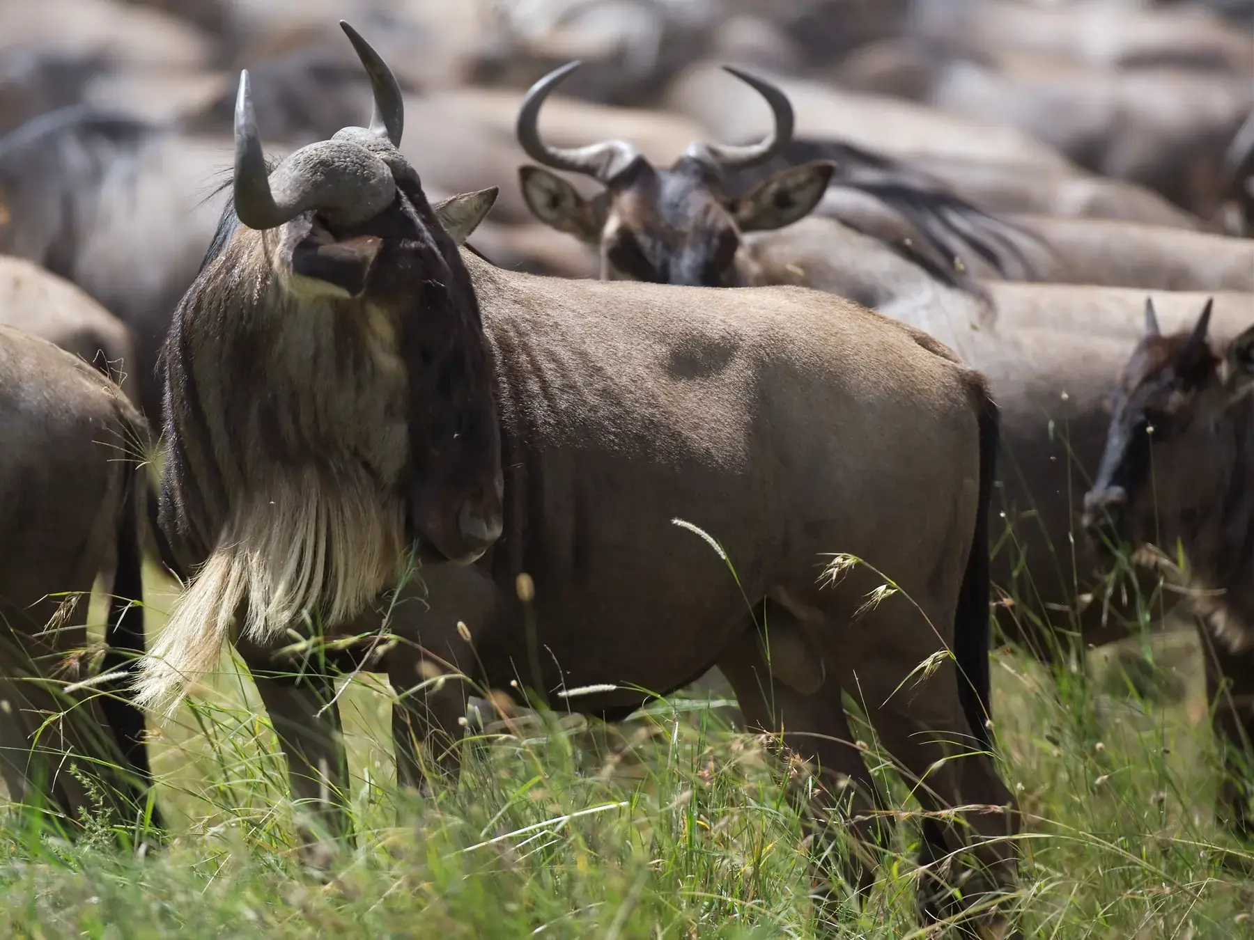 Wildebeest from Tanzania Photographic Safari