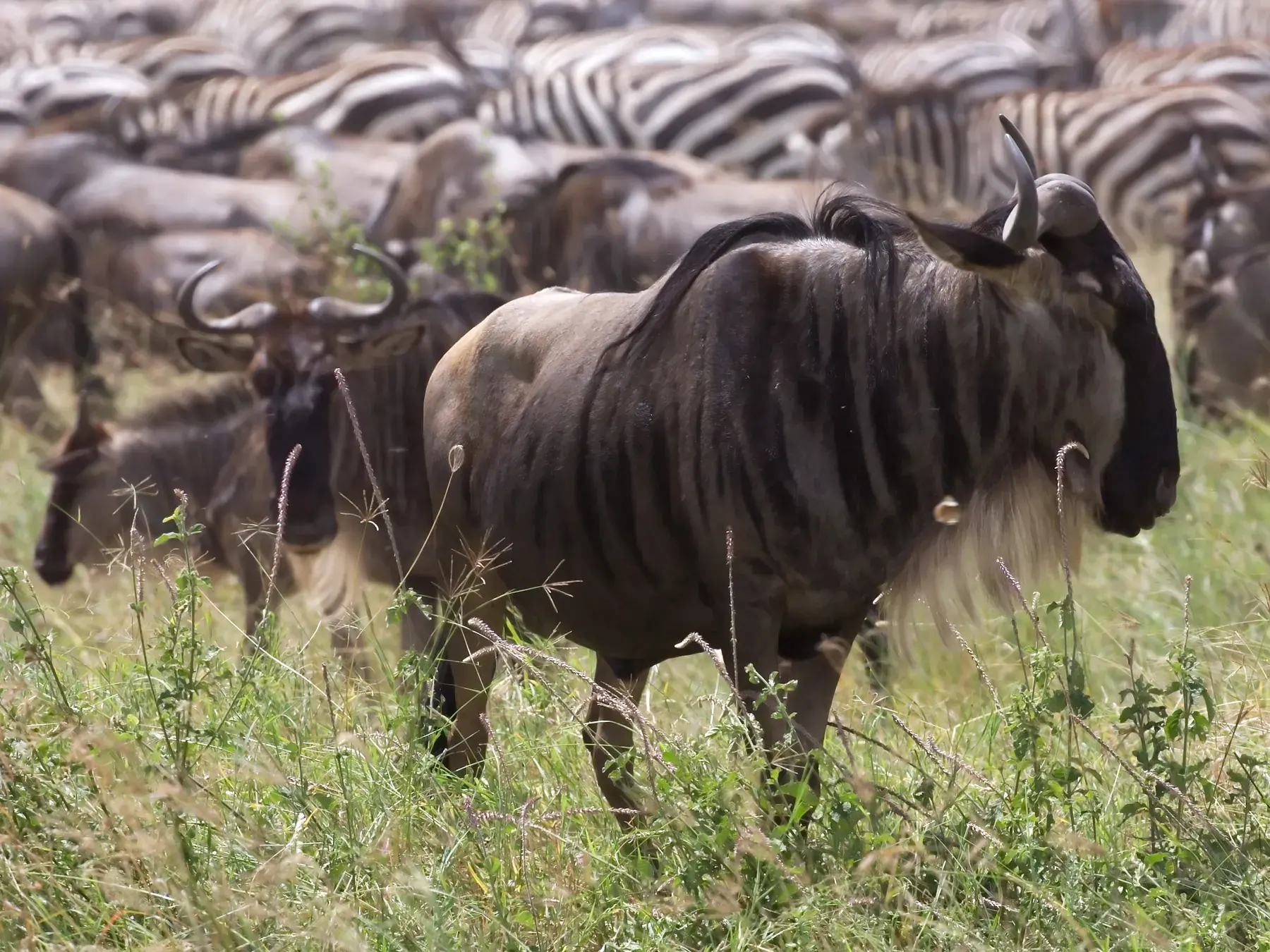 Wildebeest from Tanzania Photographic Safari