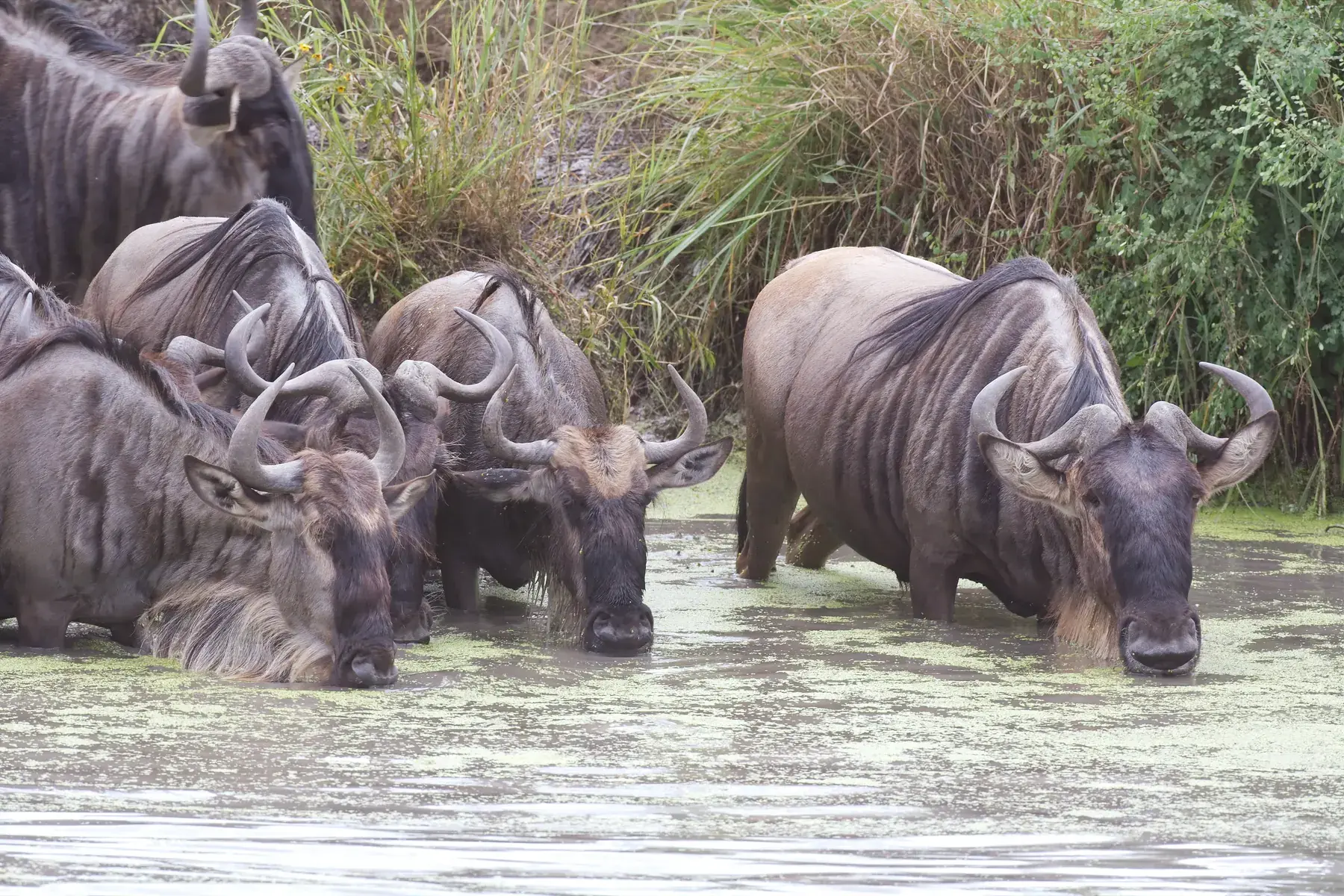 Wildebeest Drinking from Tanzania Photographic Safari