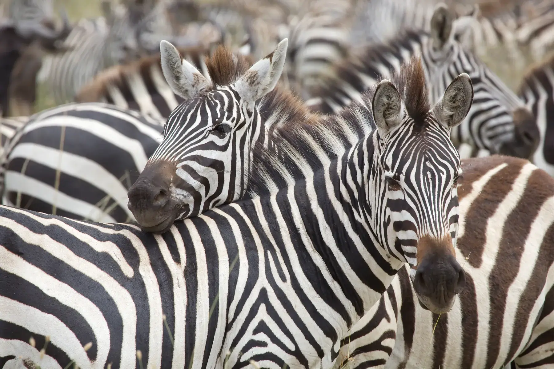 Seeing Double from Tanzania Photographic Safari