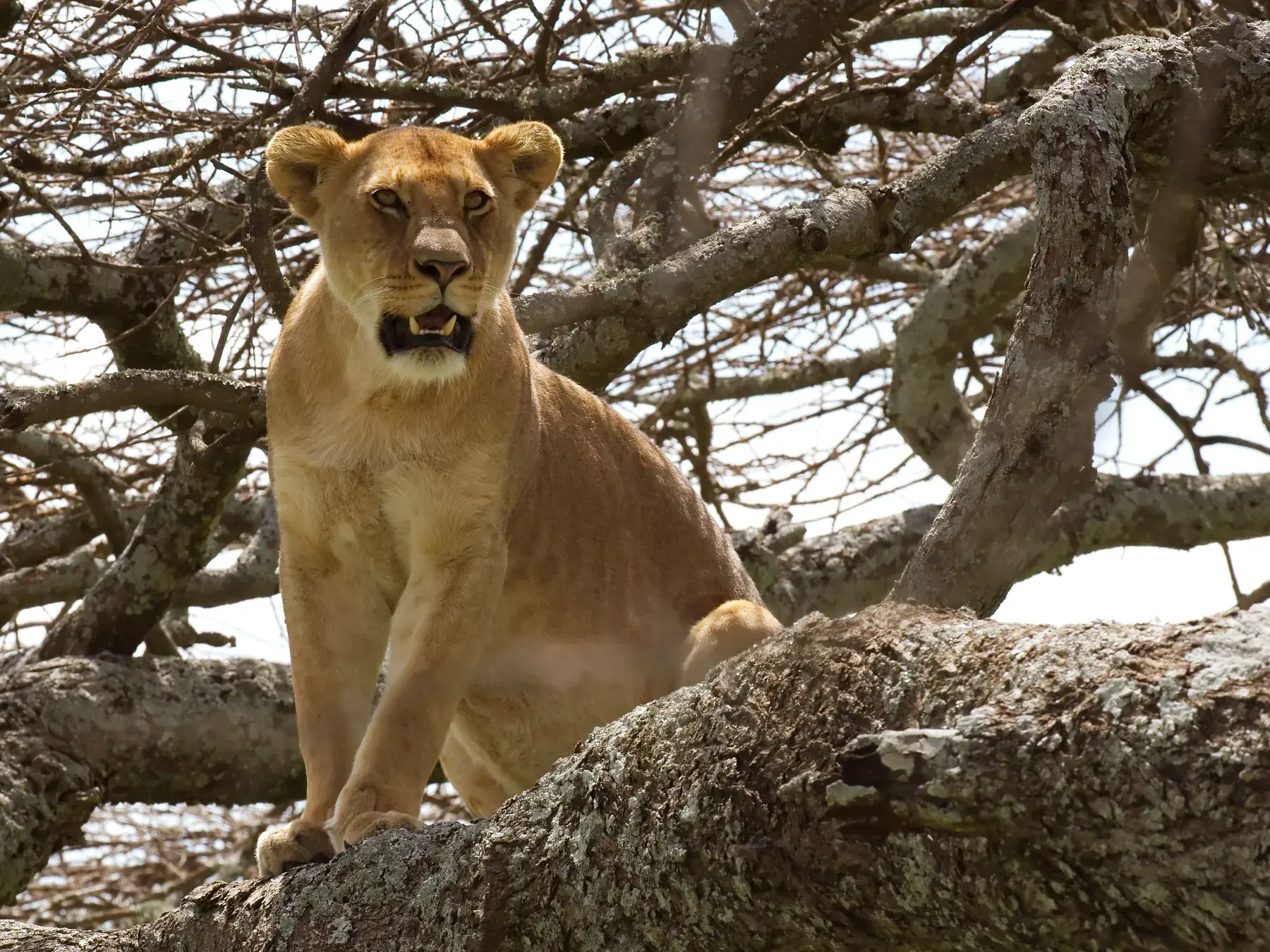 Lioness on Tree from Tanzania Photographic Safari
