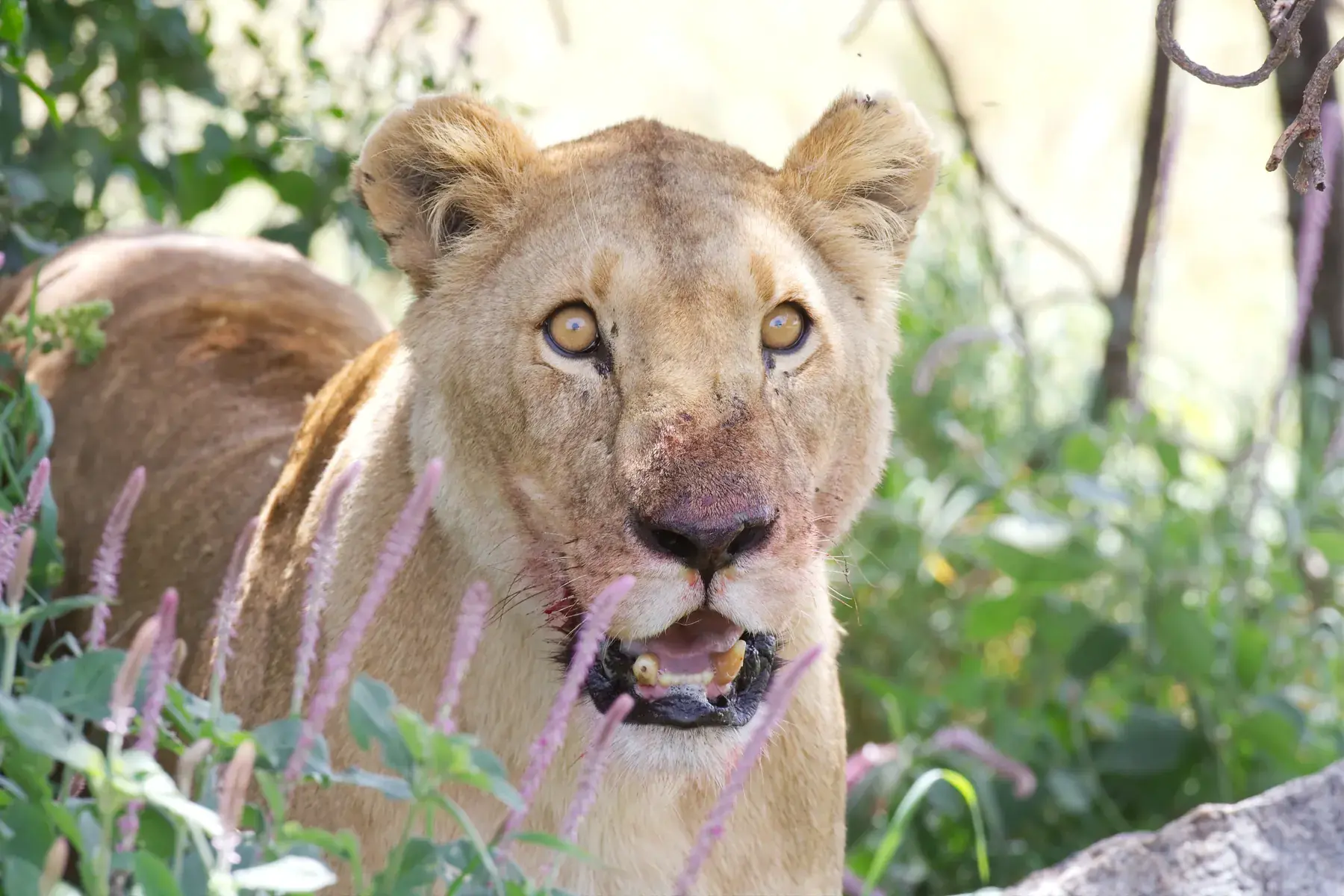 Lioness After Meal from Tanzania Photographic Safari