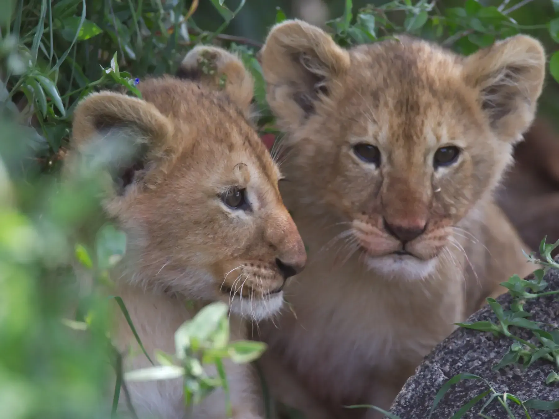 Lion Cubs from Tanzania Photographic Safari
