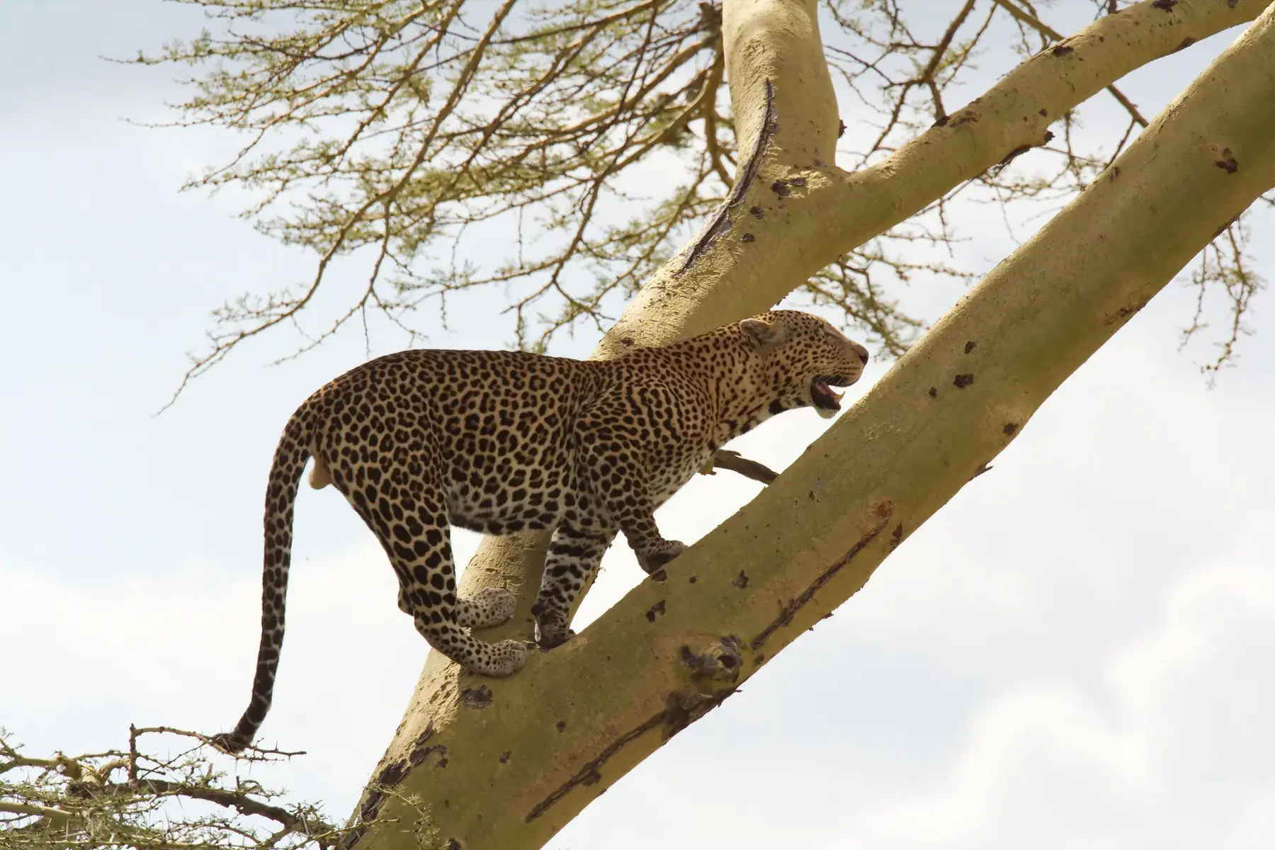 Leopard on a Tree from Tanzania Photographic Safari