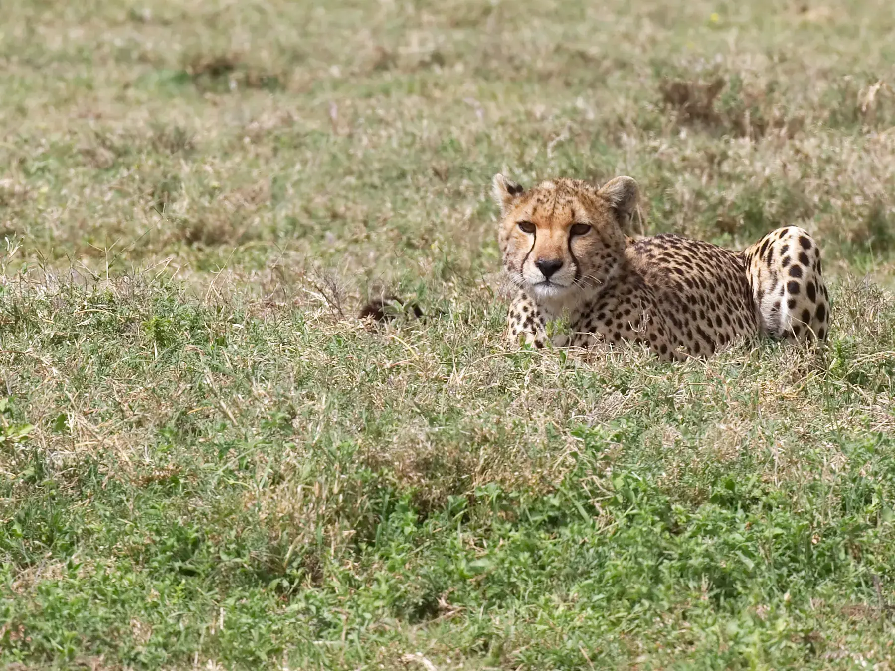 Cheetah from Tanzania Photographic Safari