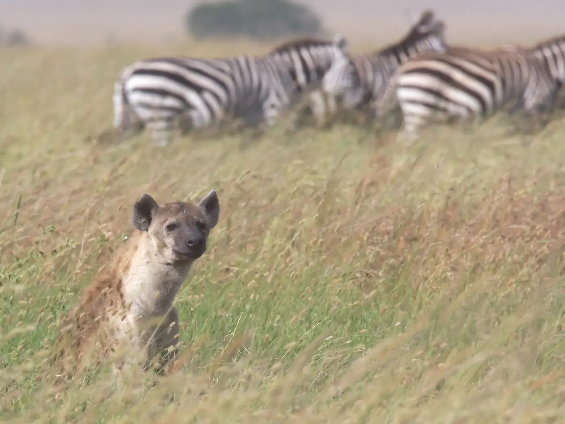 Hyena and Zebras from Tanzania Photographic Safari