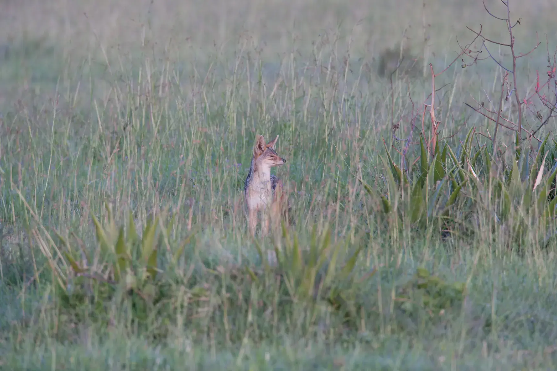 Golden Jackal / African Golden Wolf from Tanzania Photographic Safari