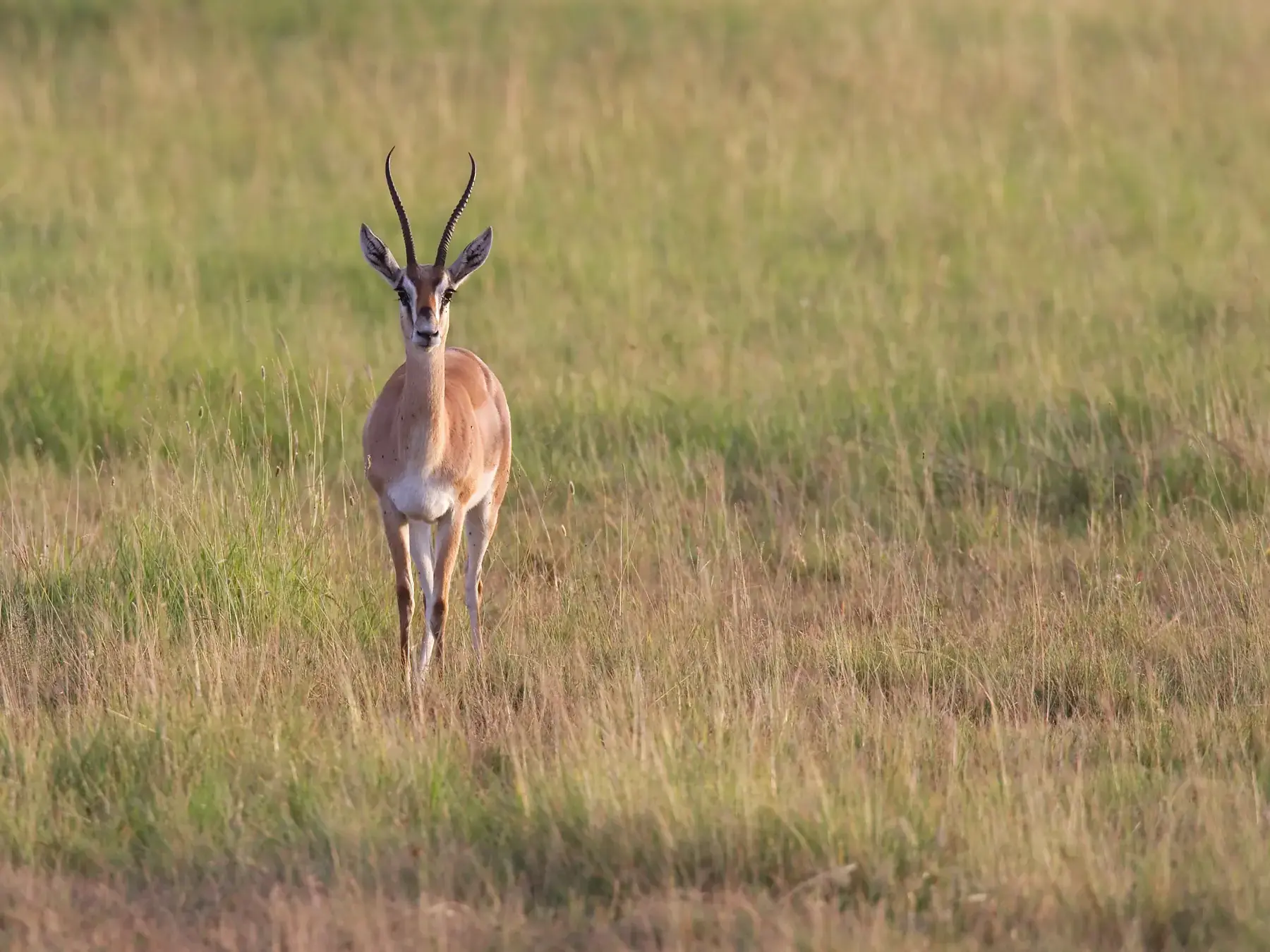 Grant's Gazelle from Tanzania Photographic Safari