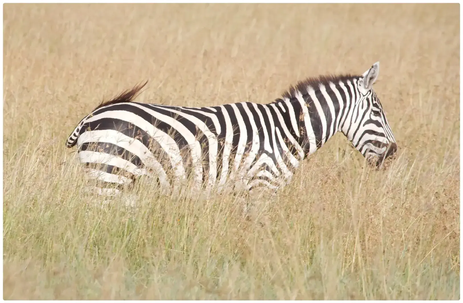Zebra from Tanzania Photographic Safari