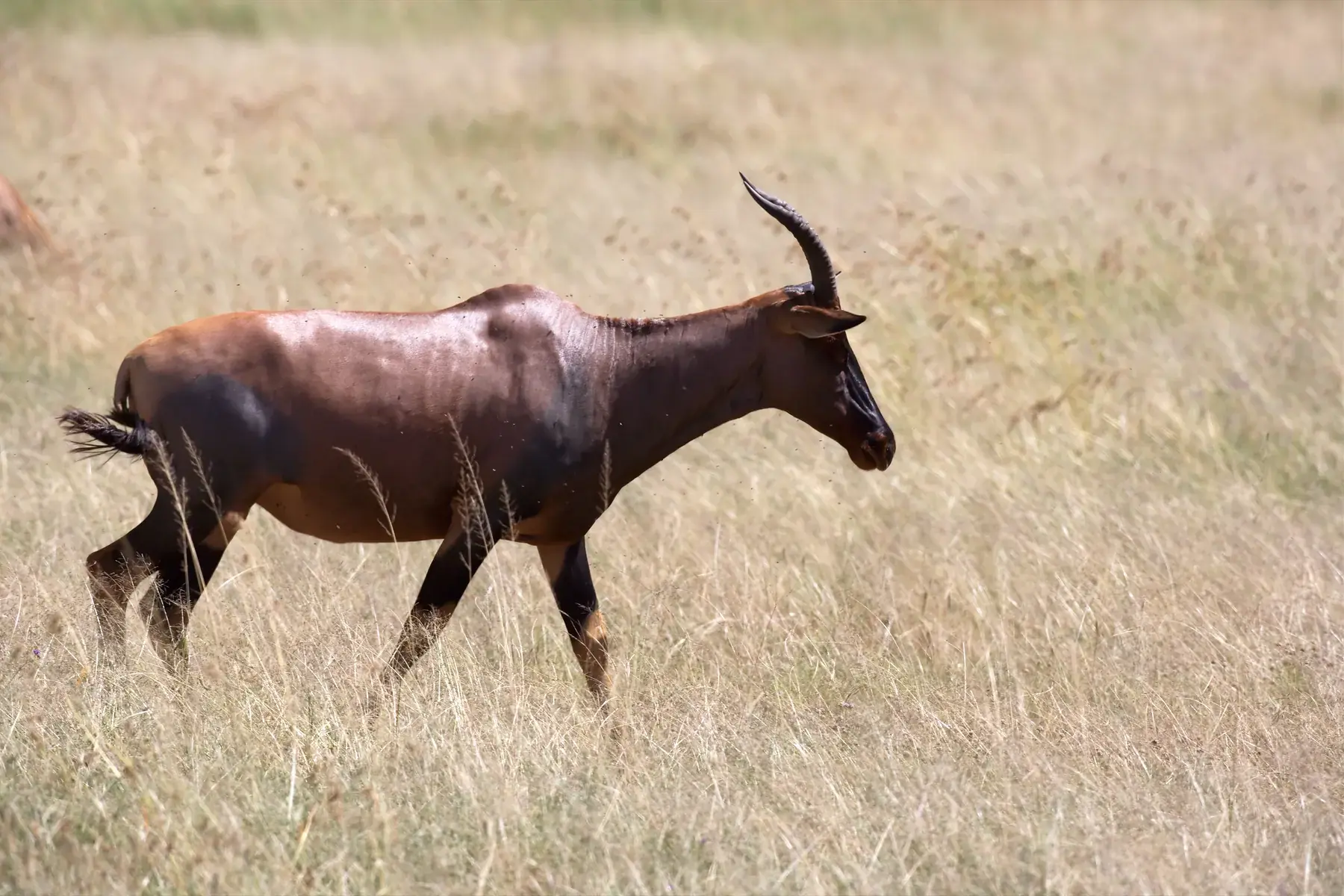 Topi from Tanzania Photographic Safari
