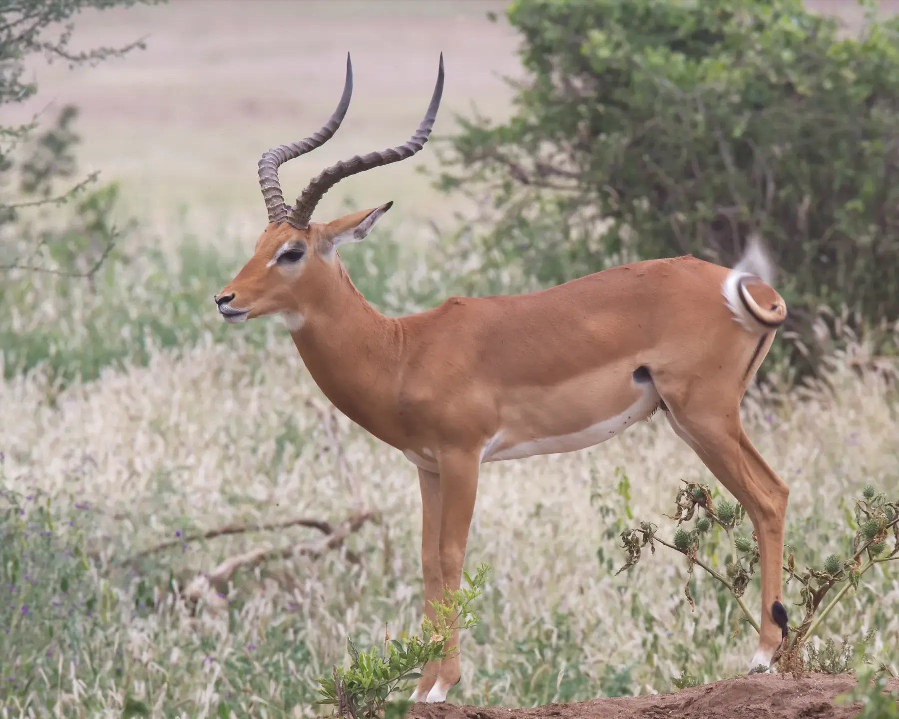 Impala from Tanzania Photographic Safari