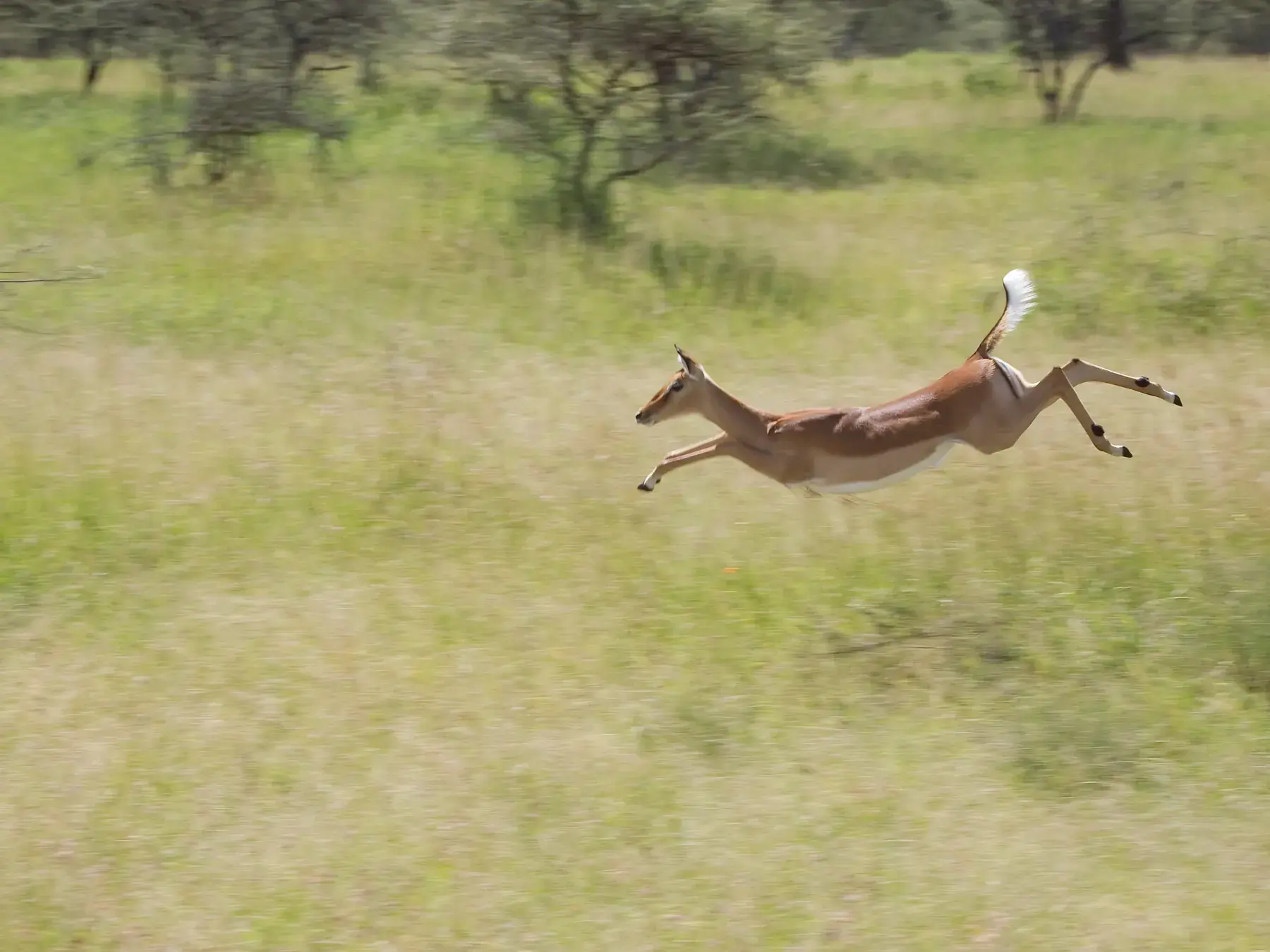 Impala from Tanzania Photographic Safari