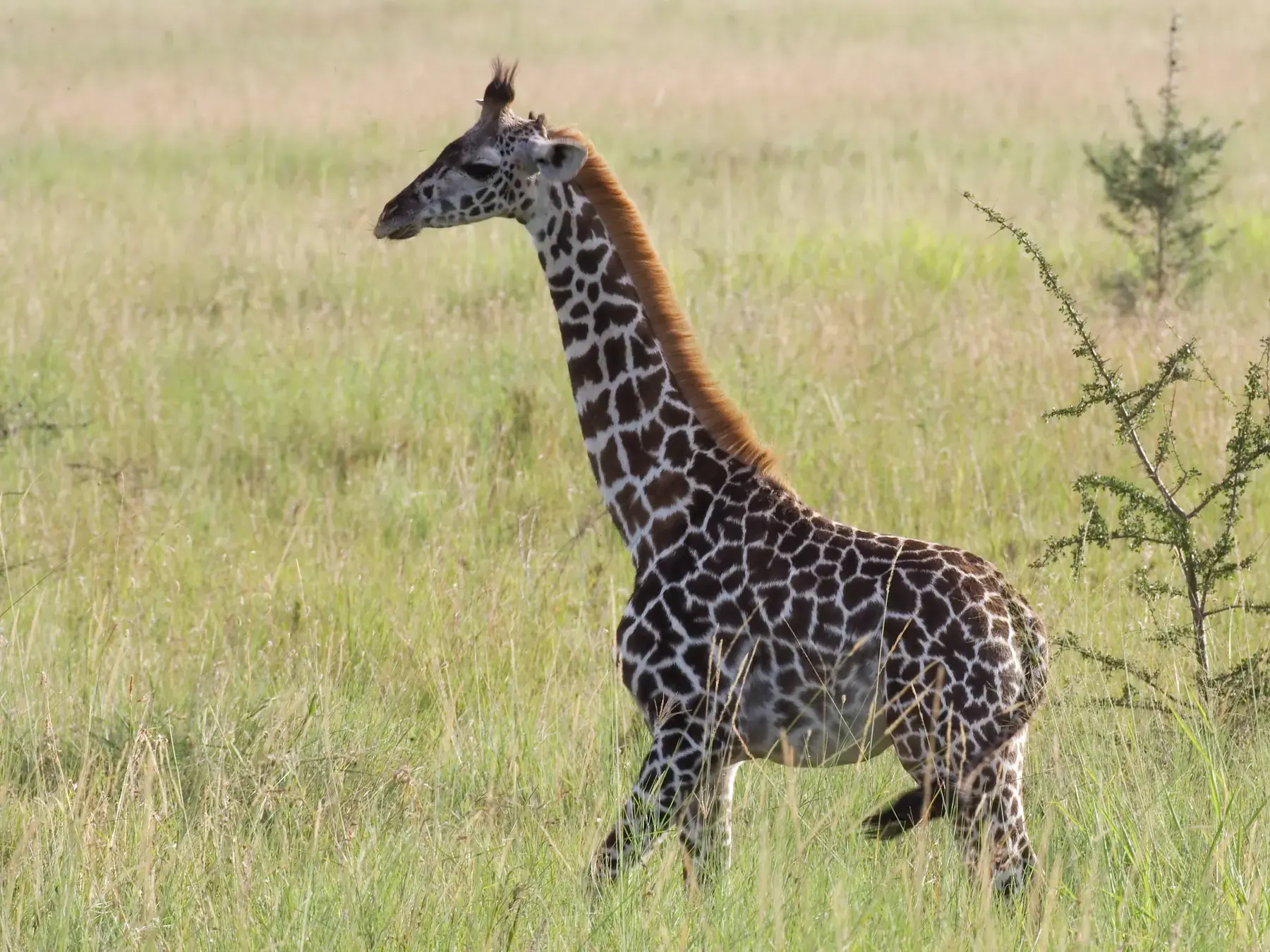 Giraffe from Tanzania Photographic Safari