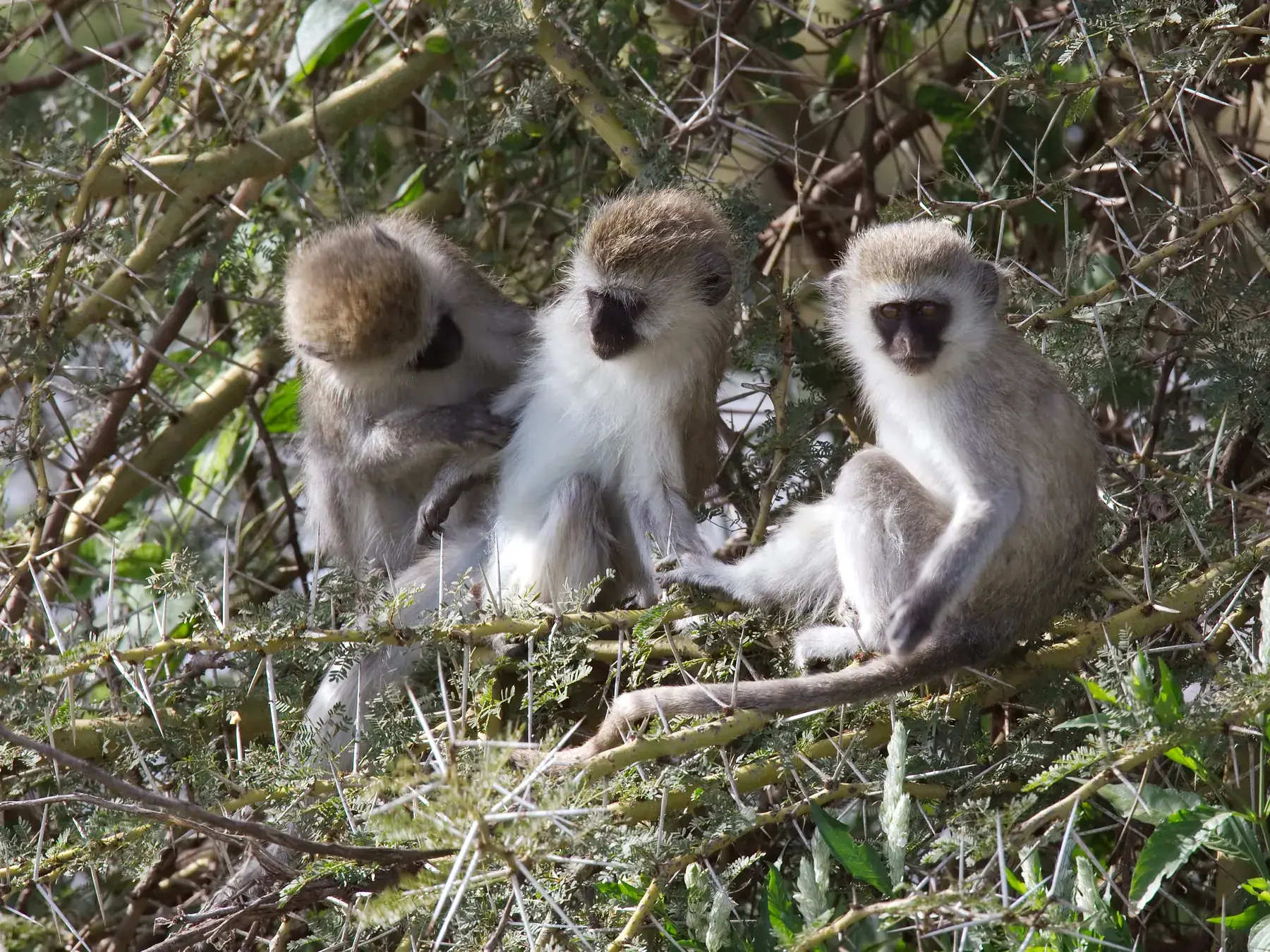 Vervet Monkey from Tanzania Photographic Safari