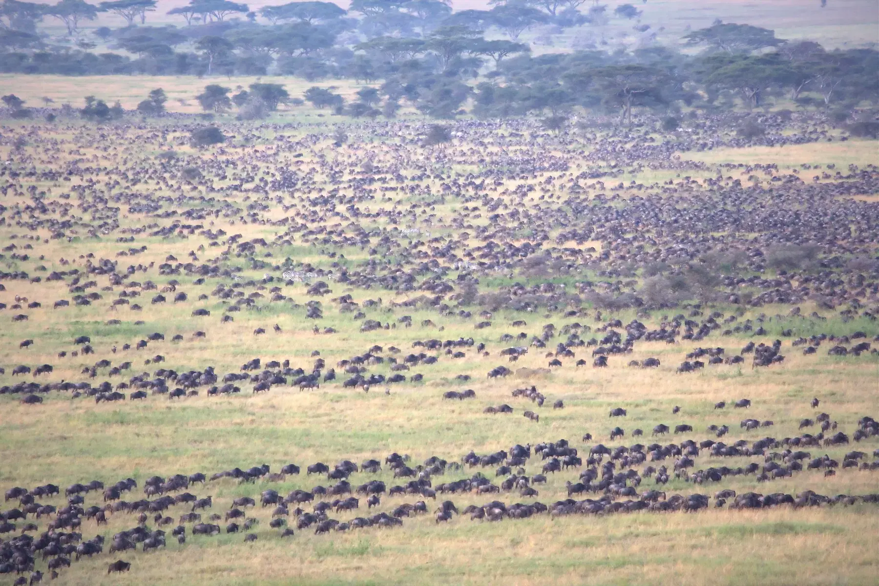 Migration over the Serengeti Plains from Tanzania Photographic Safari