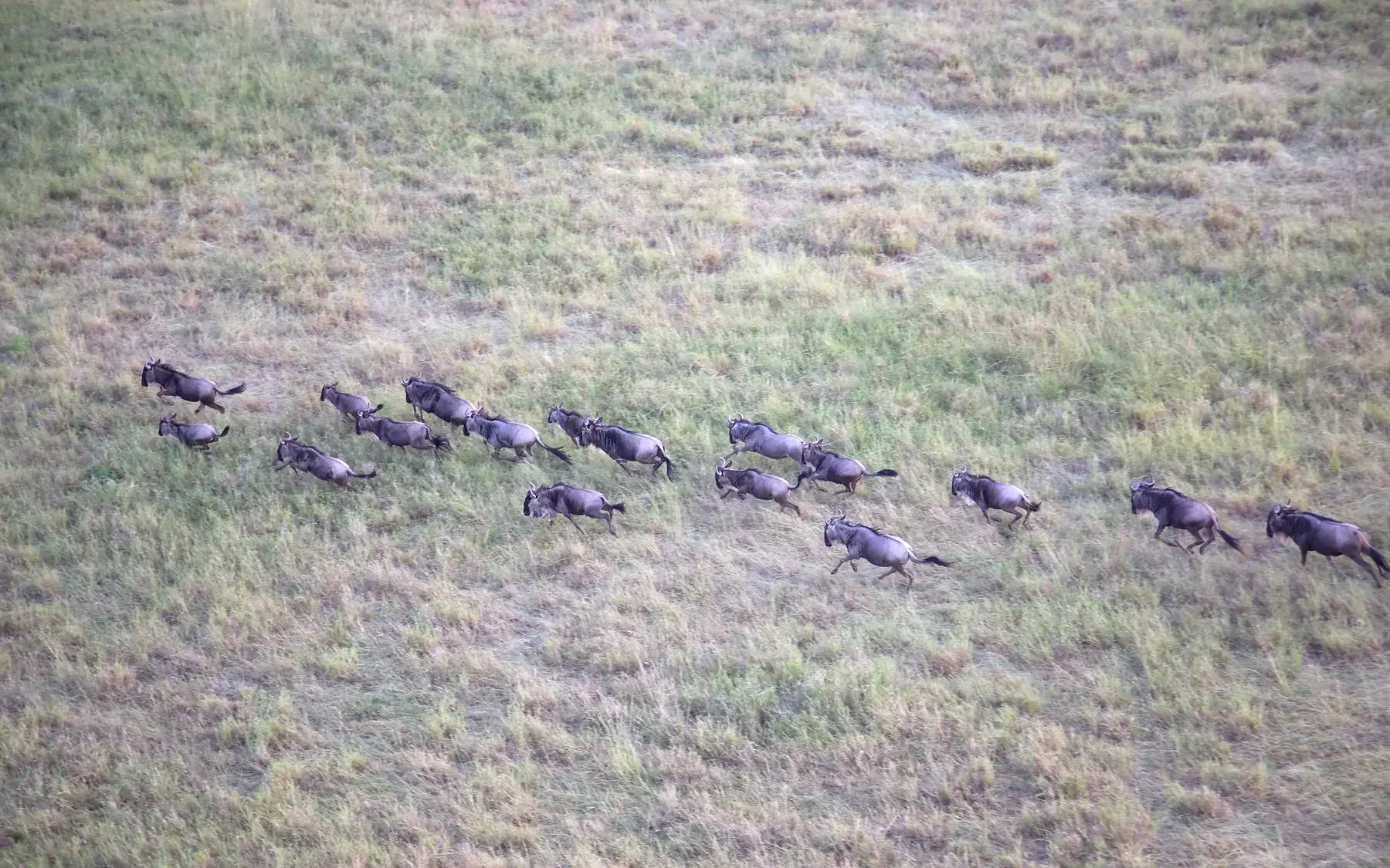 Running Wildebeest from Tanzania Photographic Safari