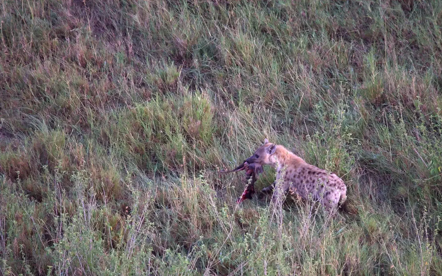 Hyena and Prey from Tanzania Photographic Safari
