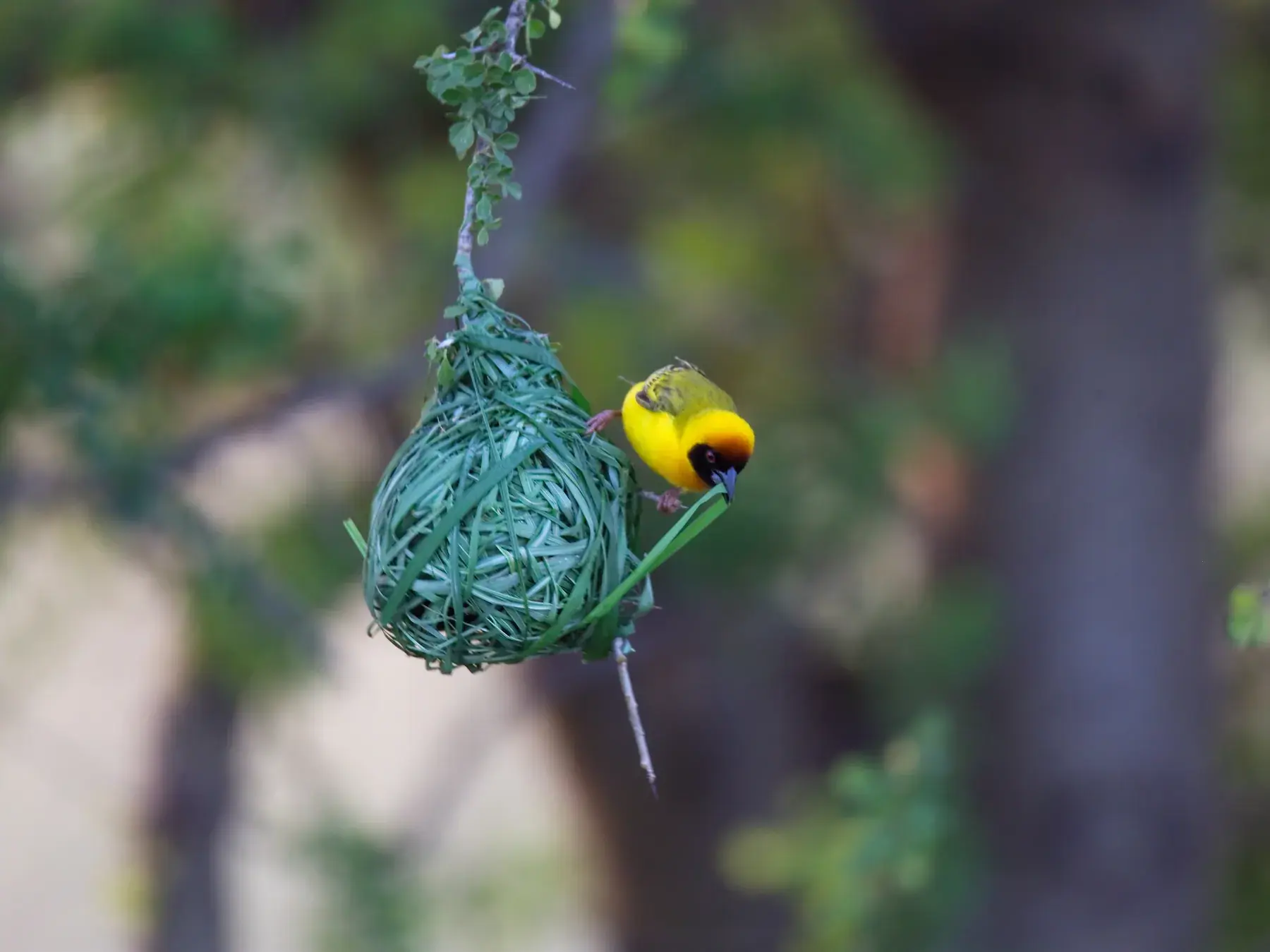 Weaver Bird Weaving Nest from Tanzania Photographic Safari