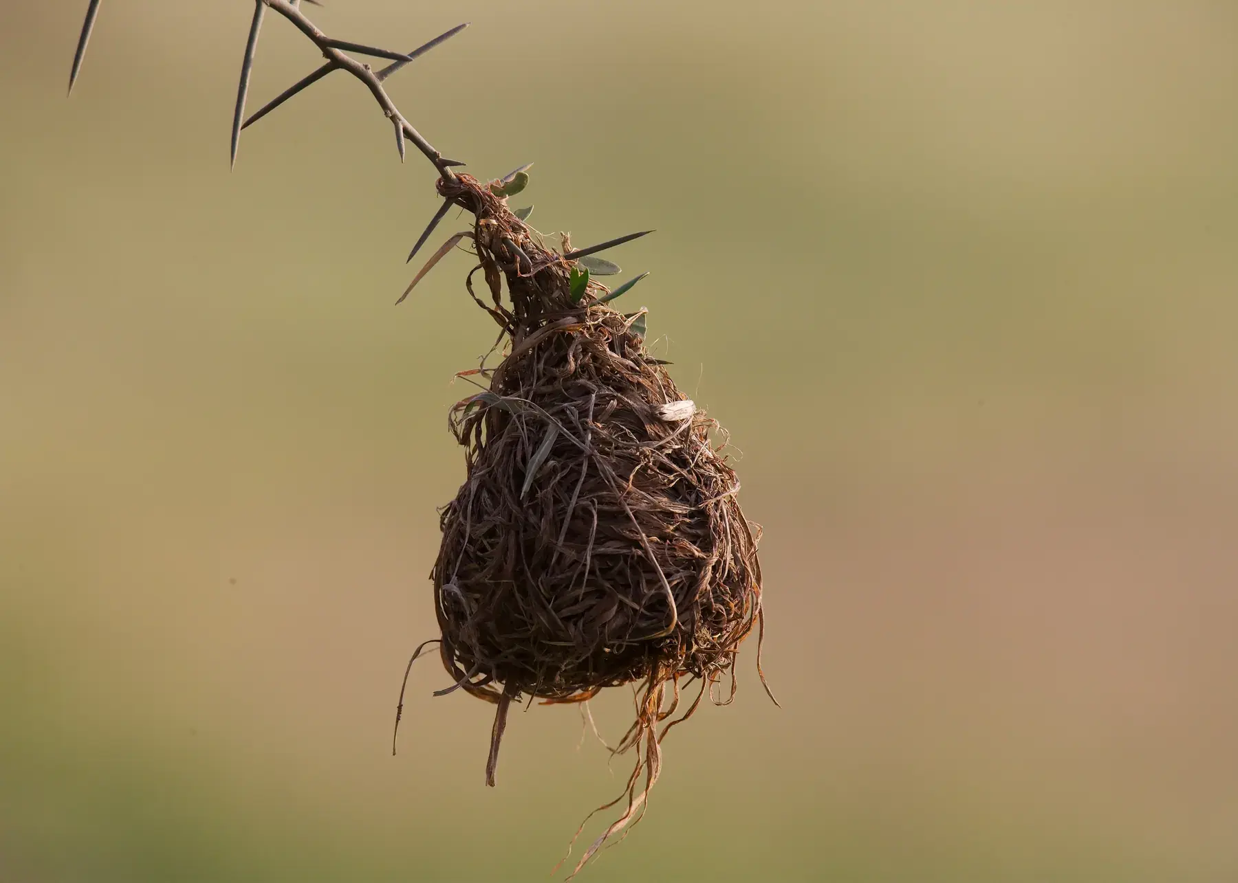 Old Weaver Bird’s Nest from Tanzania Photographic Safari