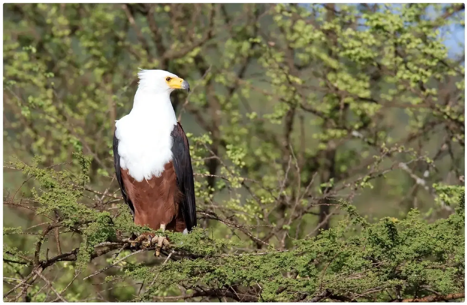 African Fish Eagle from Tanzania Photographic Safari