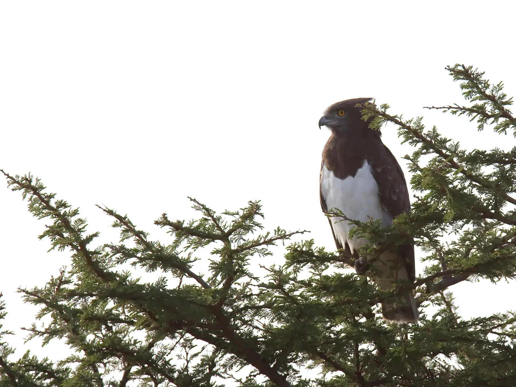 Black-chested Snake Eagle from Tanzania Photographic Safari