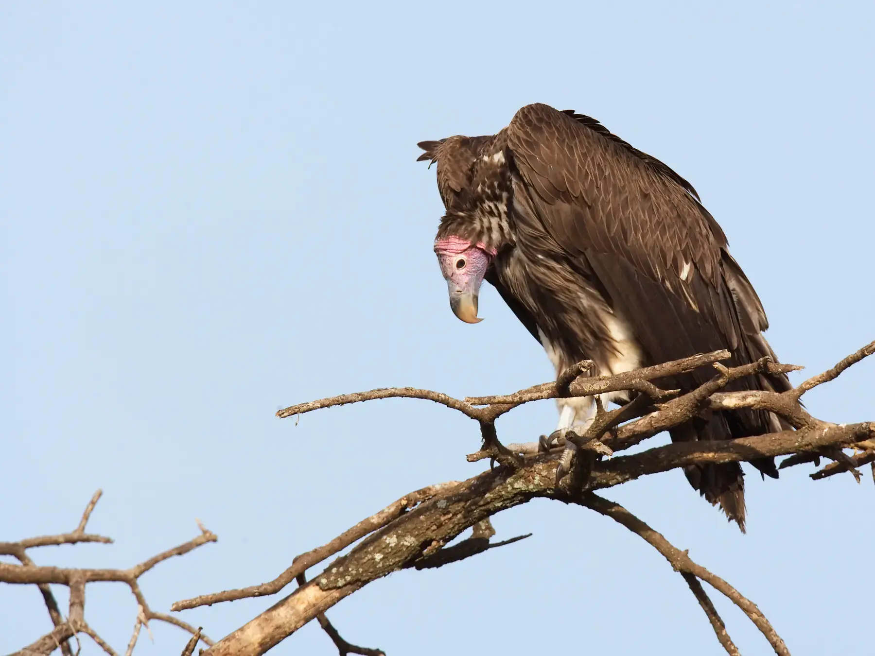 Lappet-faced Vulture from Tanzania Photographic Safari